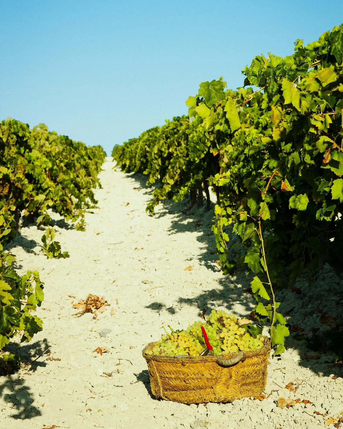🌿🍇 El fruto del a&ntilde;o ya esta listo para convertirse en nuestro mejor vino. As&iacute; comienza la historia de la vendimia 2024, con las primeras uvas cosechadas a mano en nuestras vi&ntilde;as.

&bull;&bull;&bull;

#vendimia #vi&ntilde;a #uva