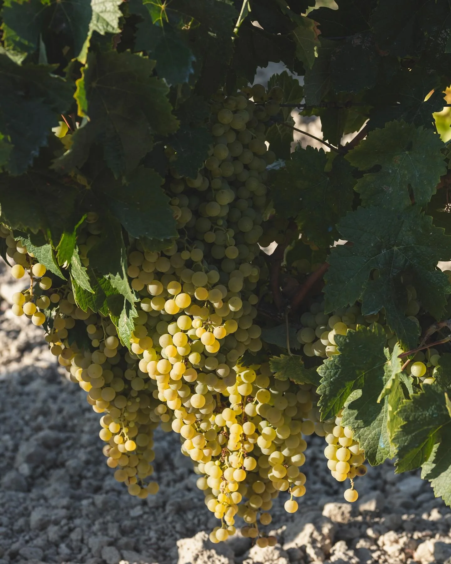 &iexcl;Nuestras uvas Palomino est&aacute;n listas para la vendimia! El alma de nuestros vinos empieza aqu&iacute;. 

#Vendimia2024 #uva #Palomino #albariza #vino #sherry #viudademanjon