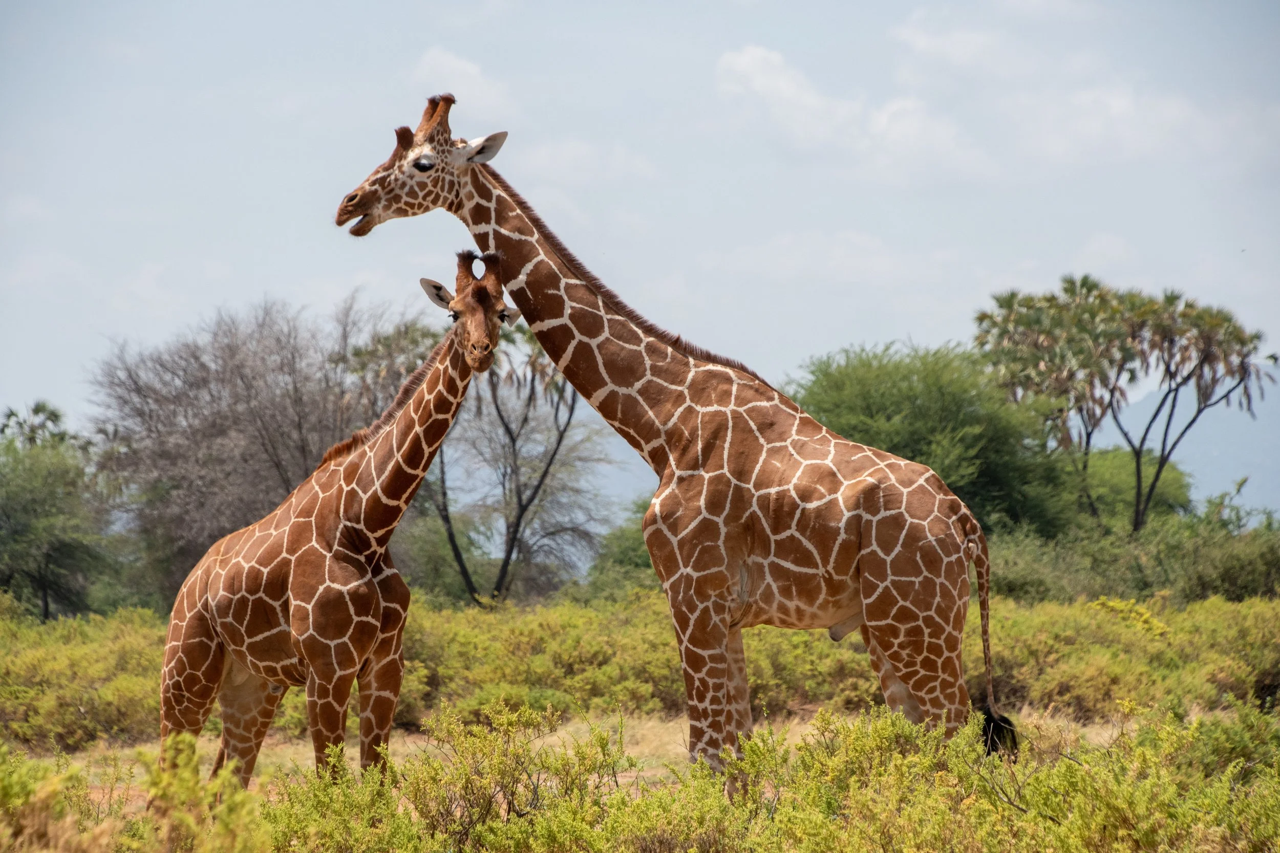 Deux girafes dans la savane, l'une plus grande et plus vieille, l'autre plus petite et plus jeune, se touchant le front
