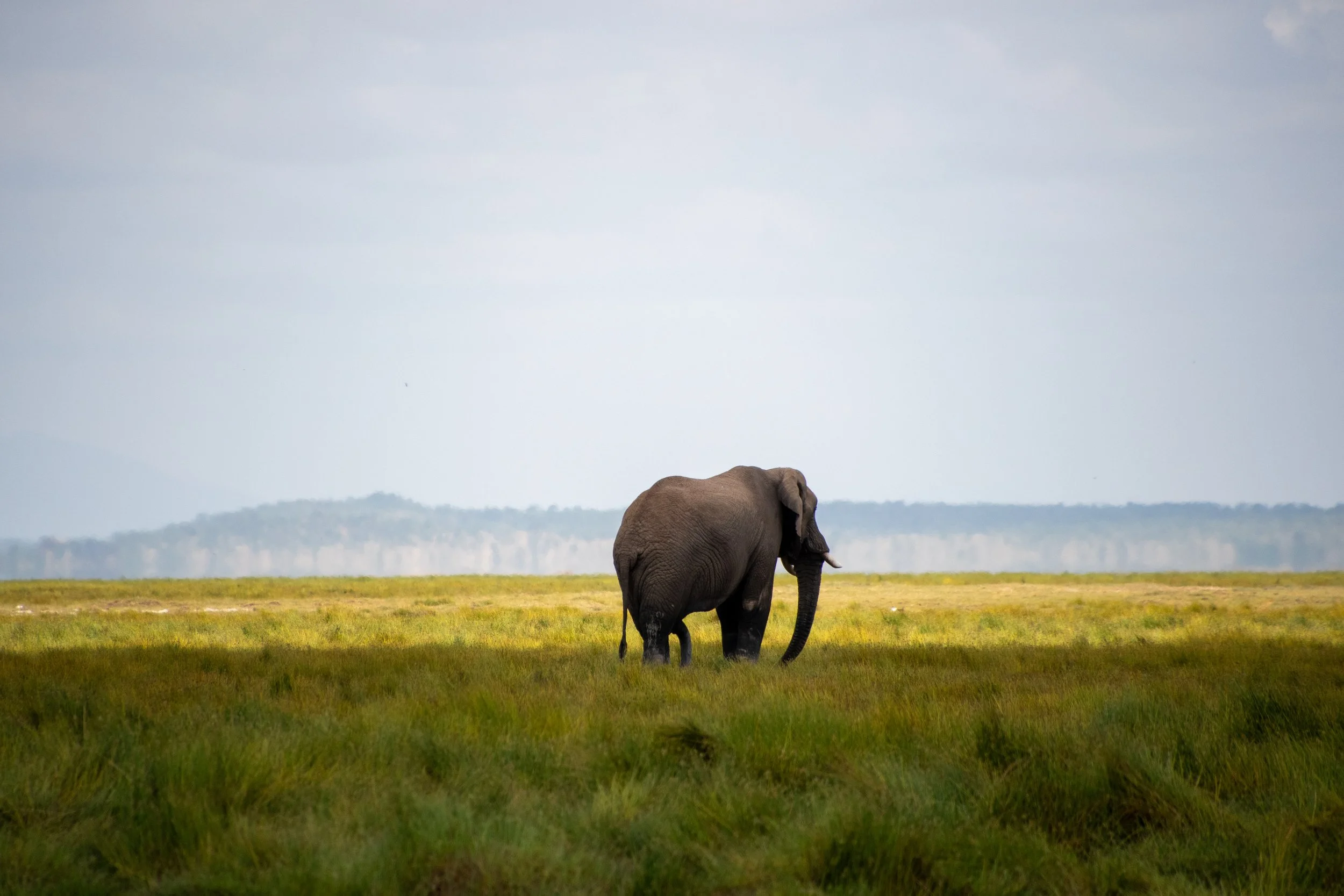 Un éléphant dans une plaine verte avec un ciel nuageux.
