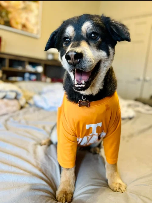 A smiling black and tan dog wearing an orange University of Tennessee shirt, standing on a bed.
