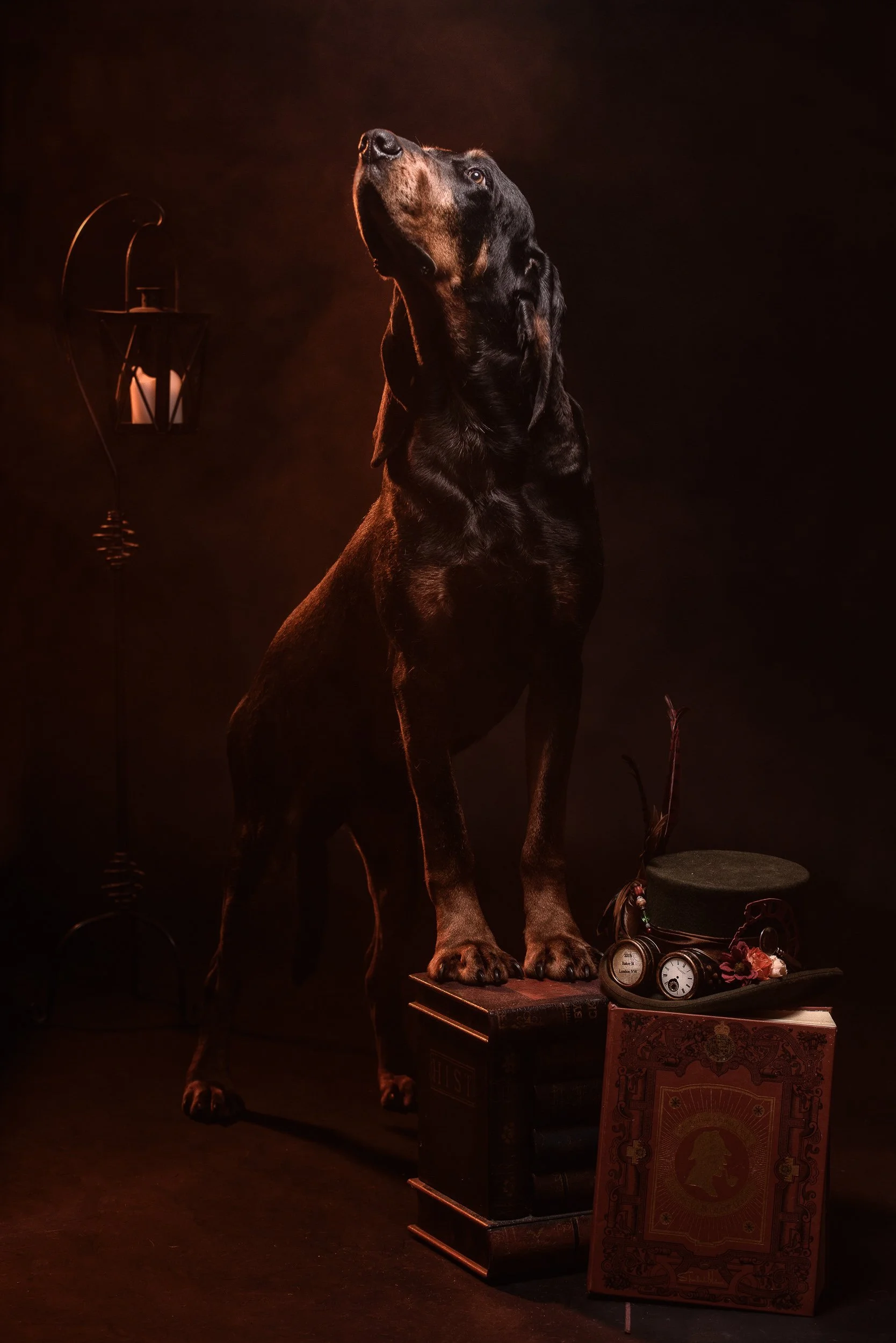 Animal Photography Westmeath – dog portrait with styled still life setup