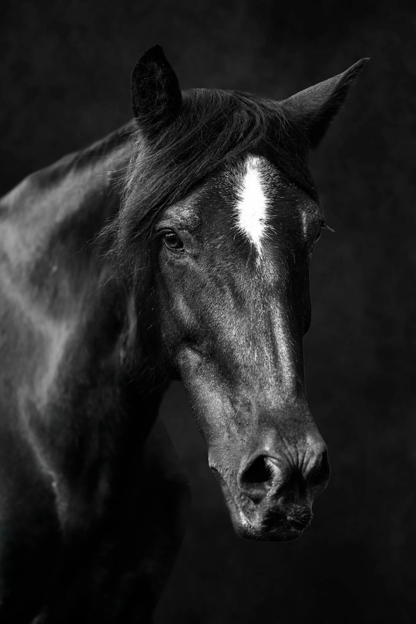 Animal Portrait Photography Westmeath – horse portrait with natural light