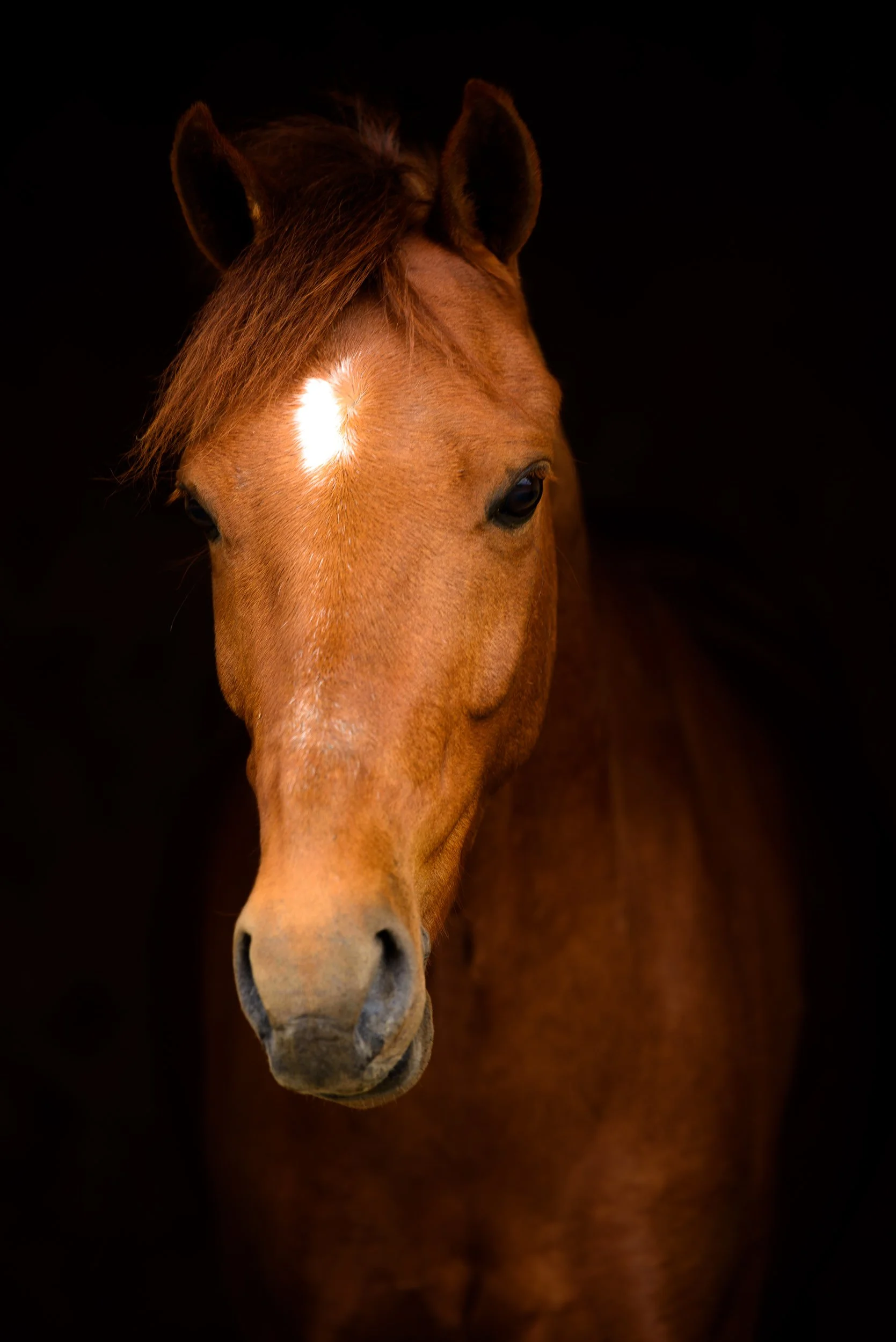 Close-up of a brown horse's face with a white star-shaped marking on its forehead, set against a dark background.
