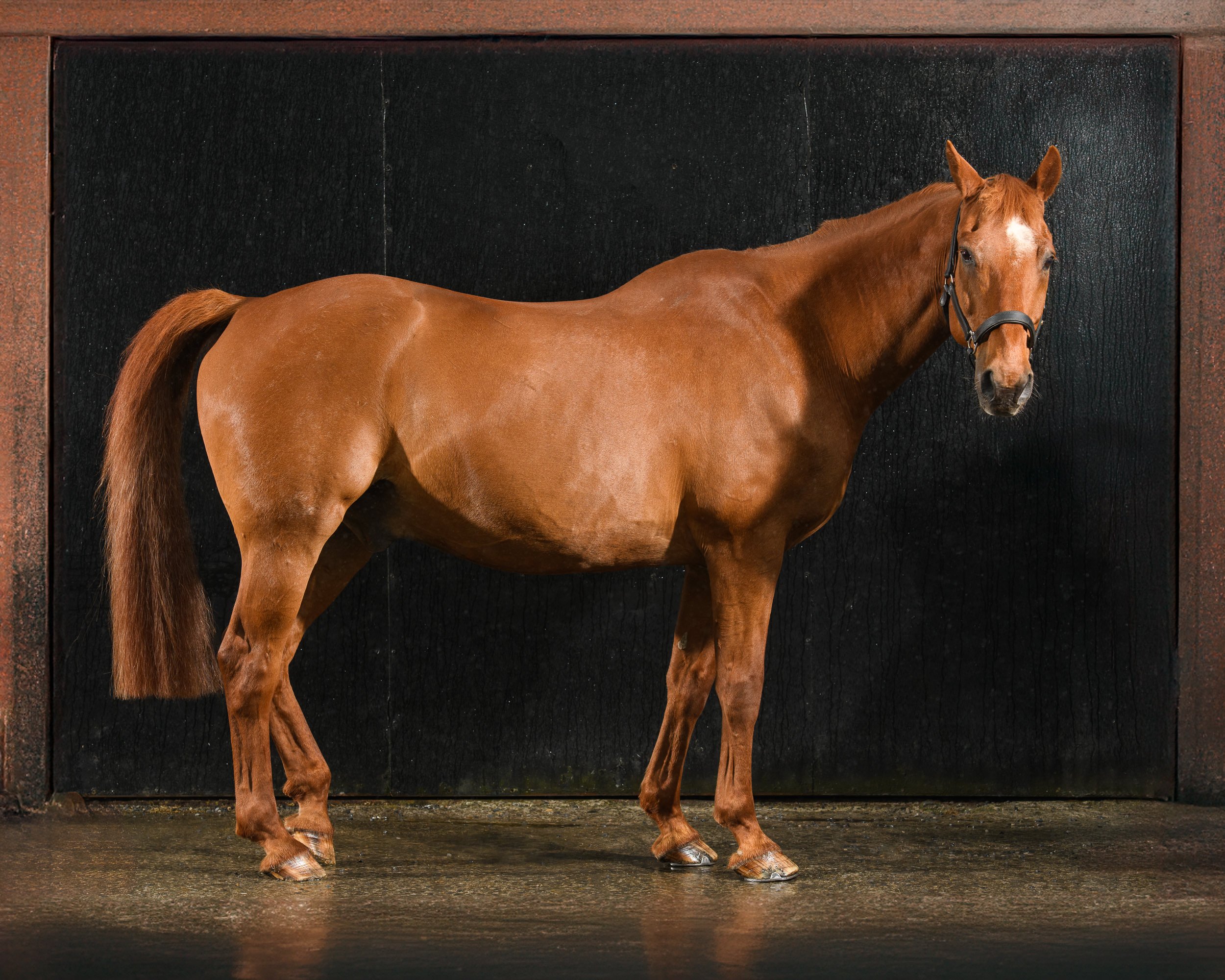A chestnut horse with a dark mane and tail stands against a black background. The horse is wearing a halter.