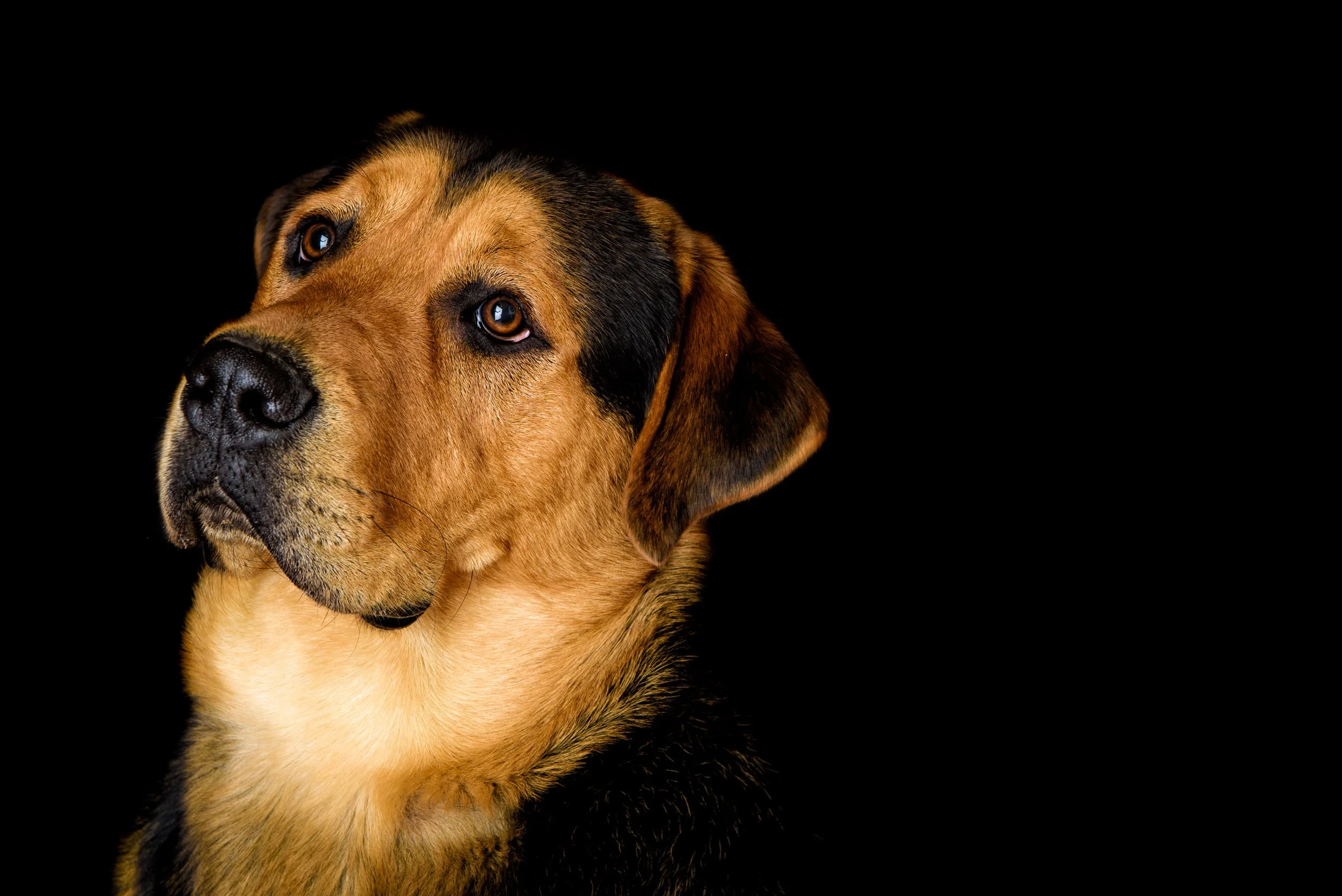 Portrait of a dog with brown and black coat in studio lighting against a black background
