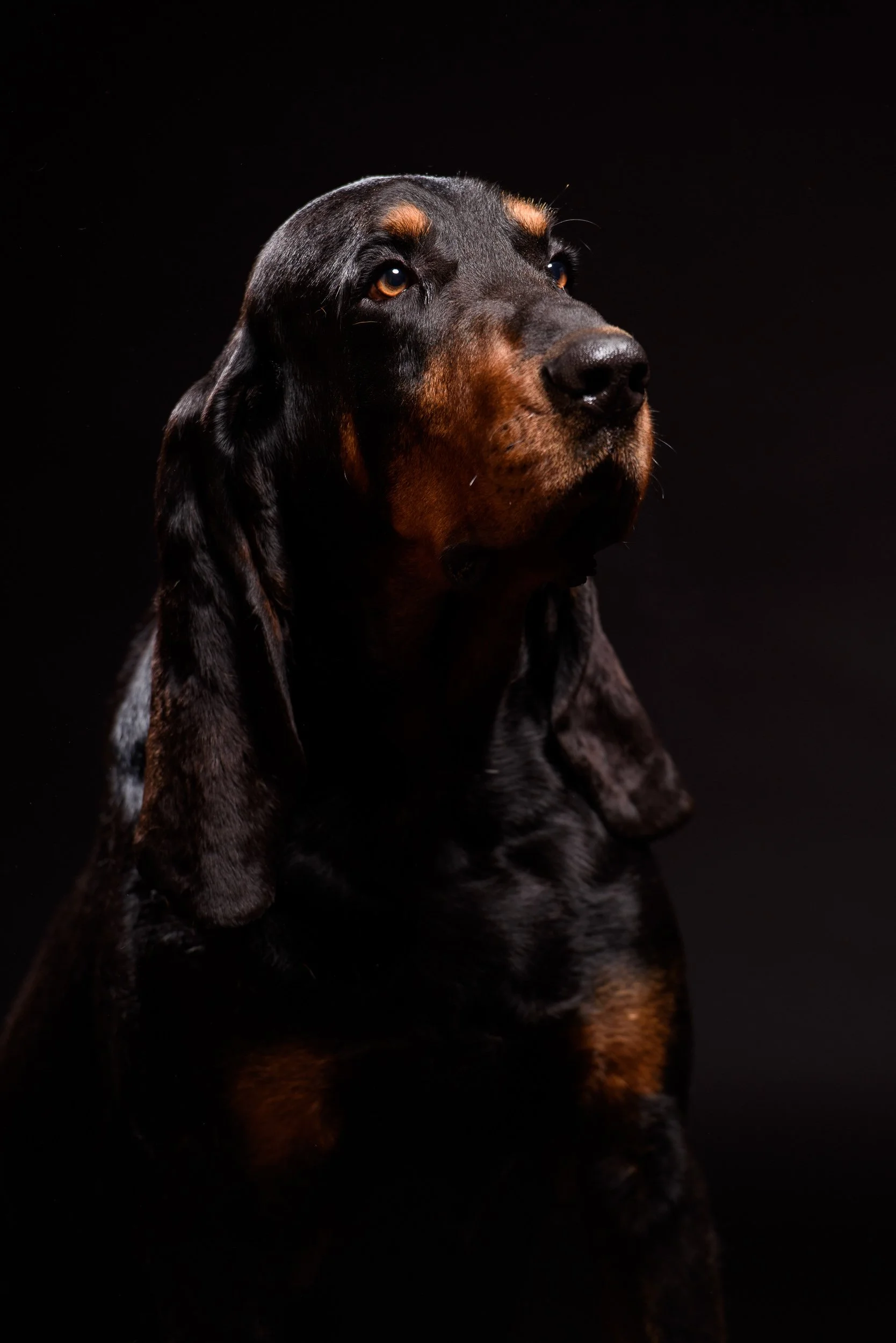 Studio portrait of a bloodhound dog with expressive eyes against a dark background
