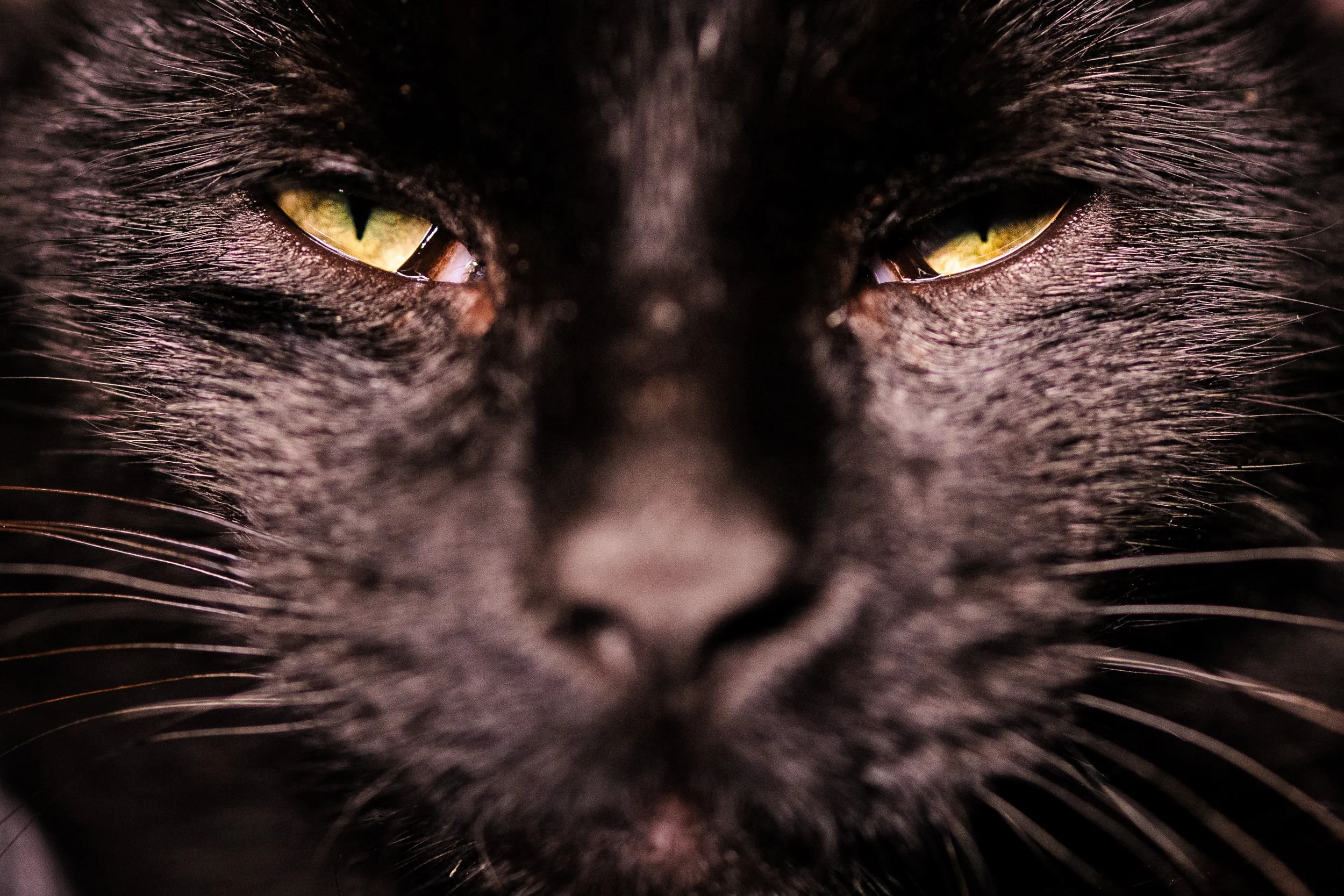 Close-up portrait of a black cat with detailed fur and green eyes