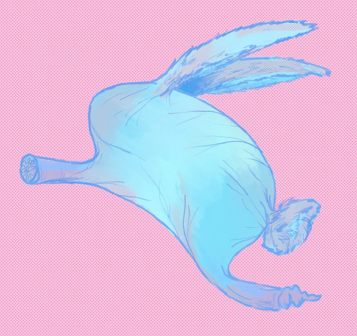 stomach rabbit02.jpg