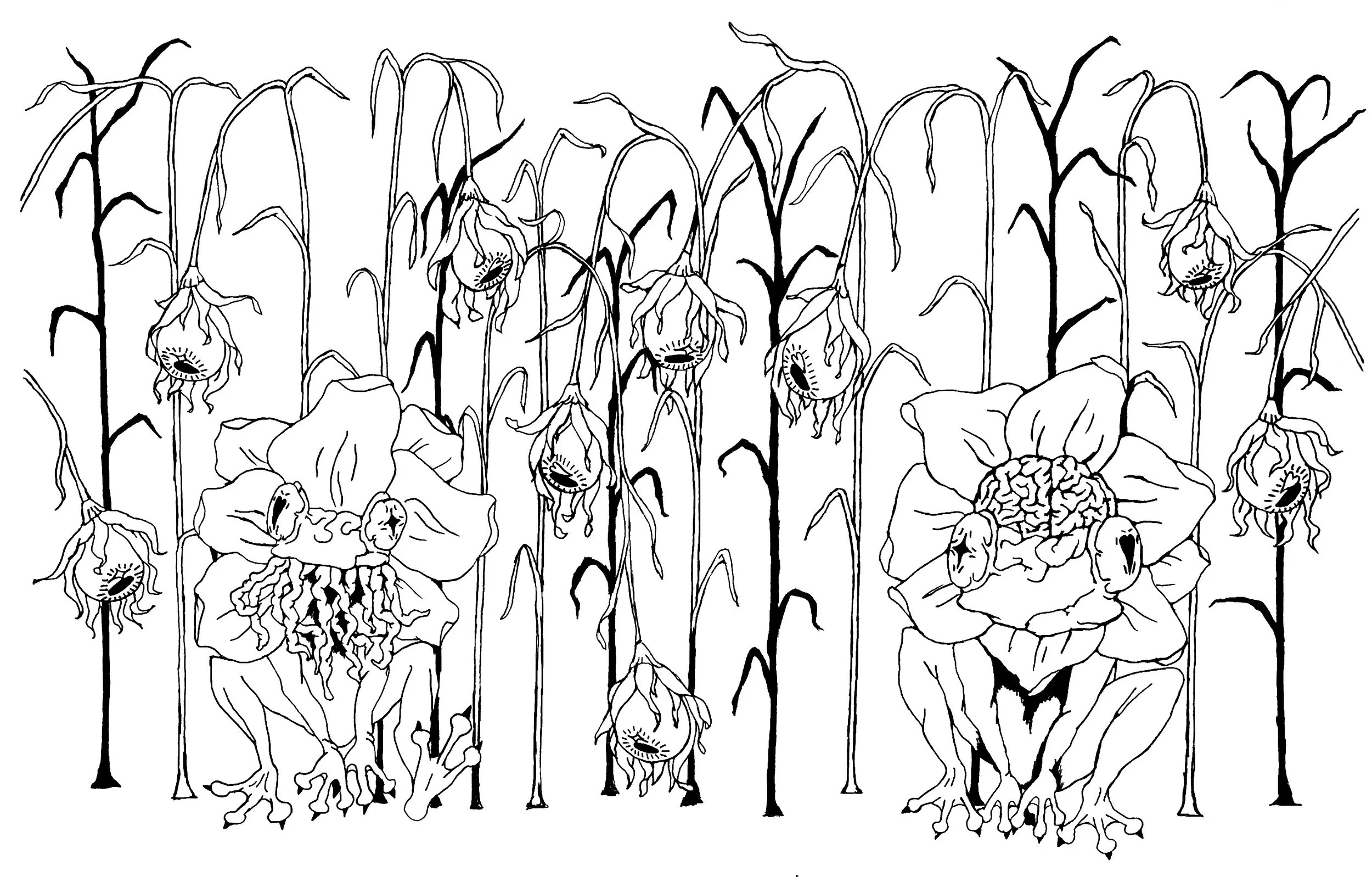 蛙花.jpg