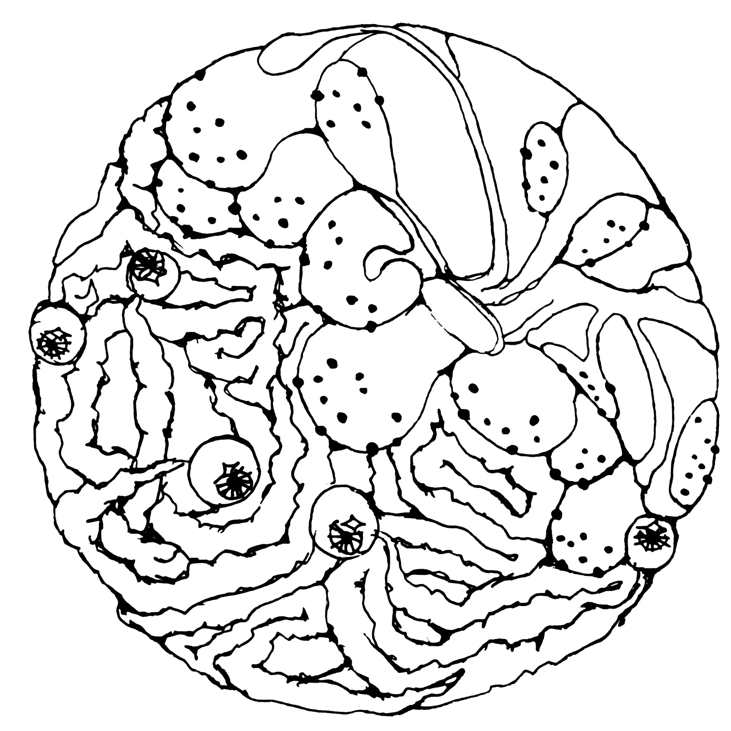 水母 copy.jpg
