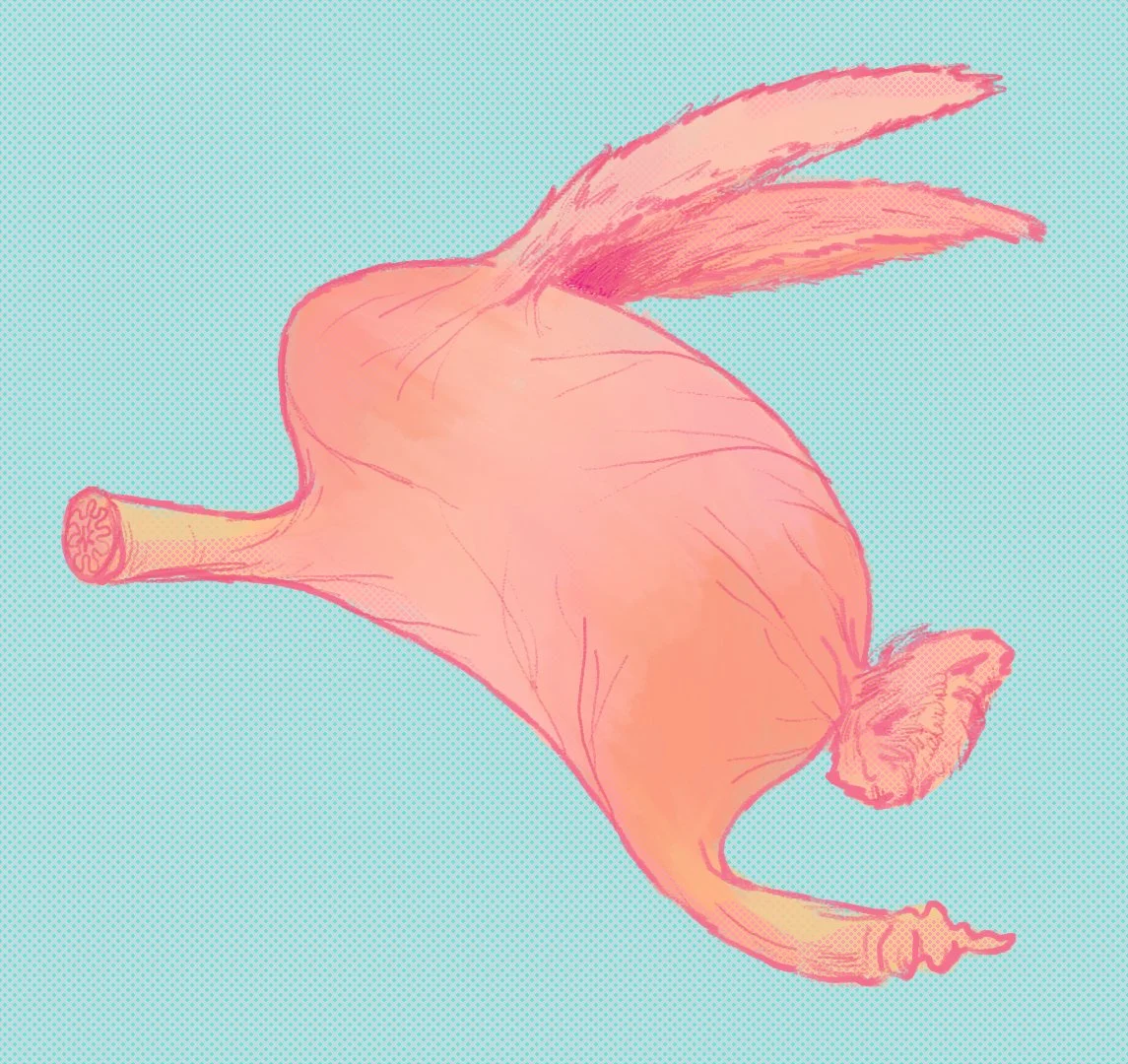 stomach rabbit01.jpg