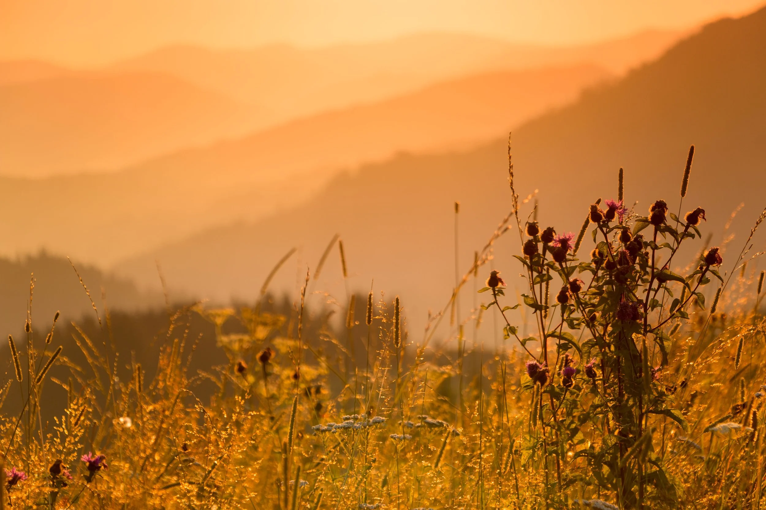 Sunset over a field with tall grasses and purple flowers in the foreground.