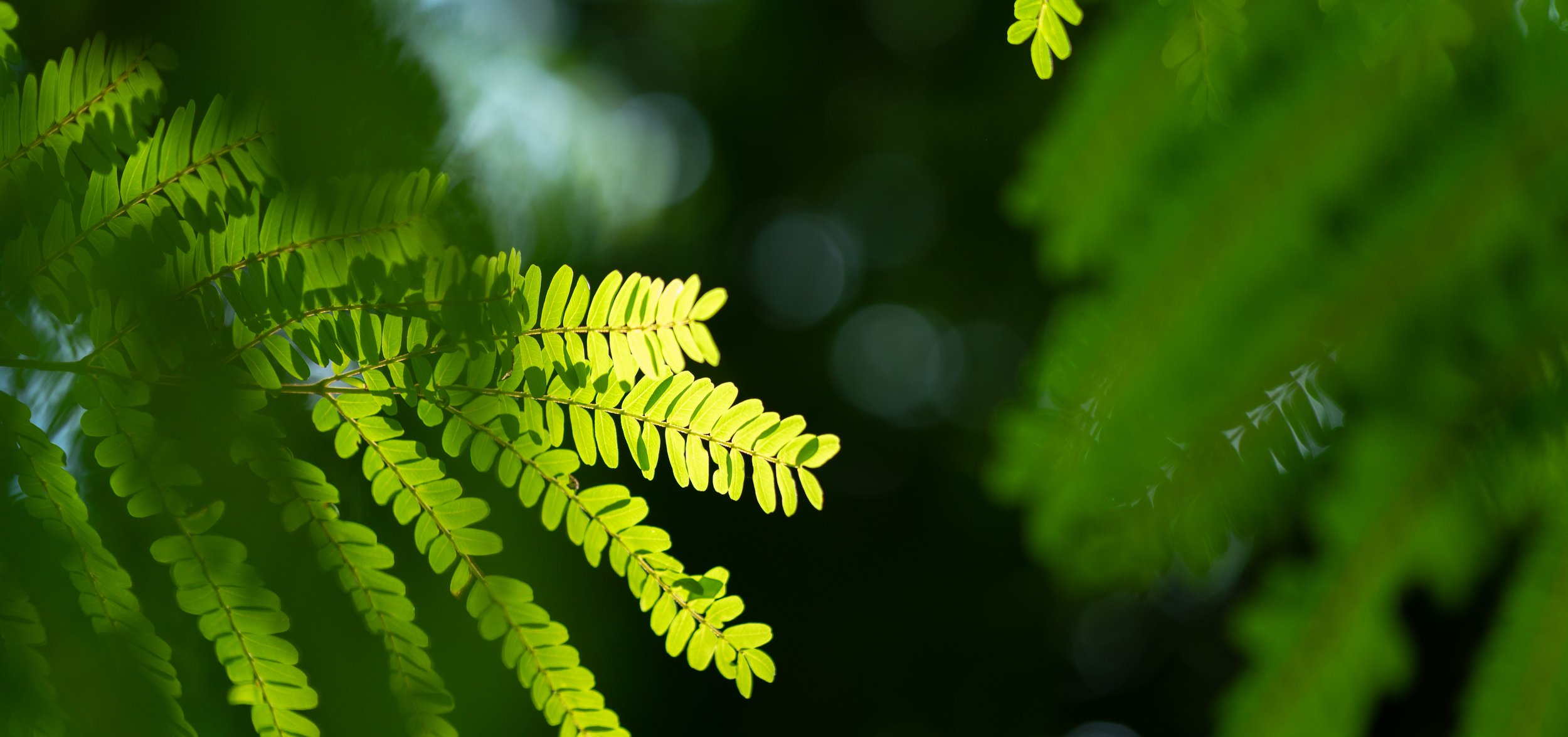 Green ferns with sunlight filtering through, close-up of fern leaves against blurred background.