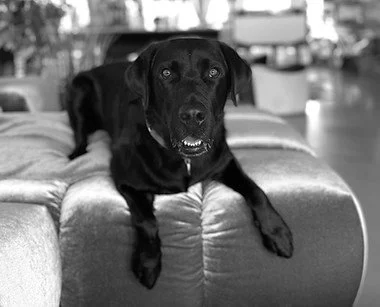 Schwarzer Hund liegt auf einem Sofa und schaut in die Kamera.