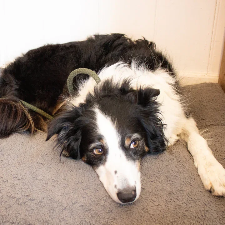 A black and white dog lying on a gray carpet, resting its head on the floor. The dog has a white face with black markings around its eyes and ears, and has brown eyes.