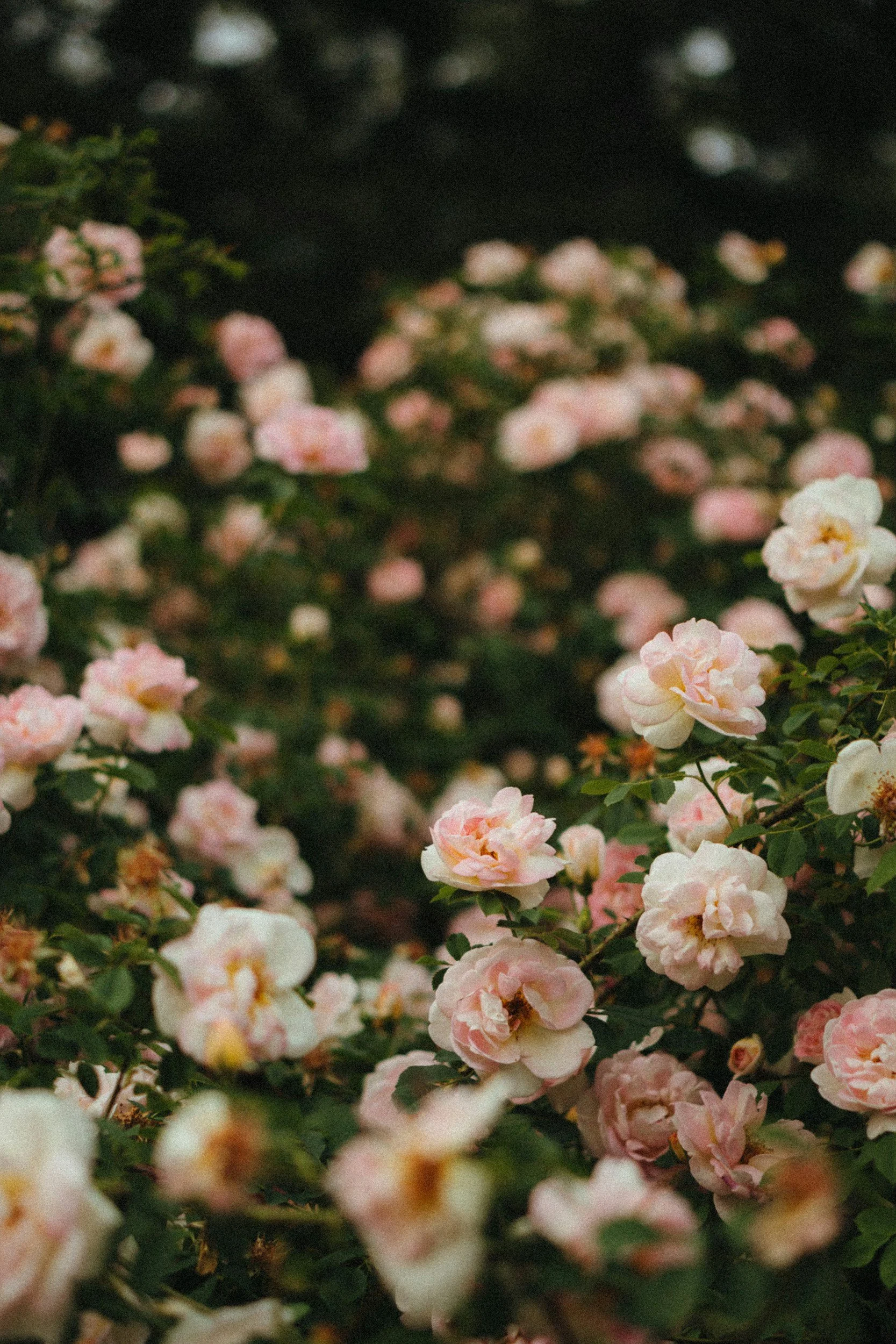 unsplash-image-_GWa49FELgw.jpg