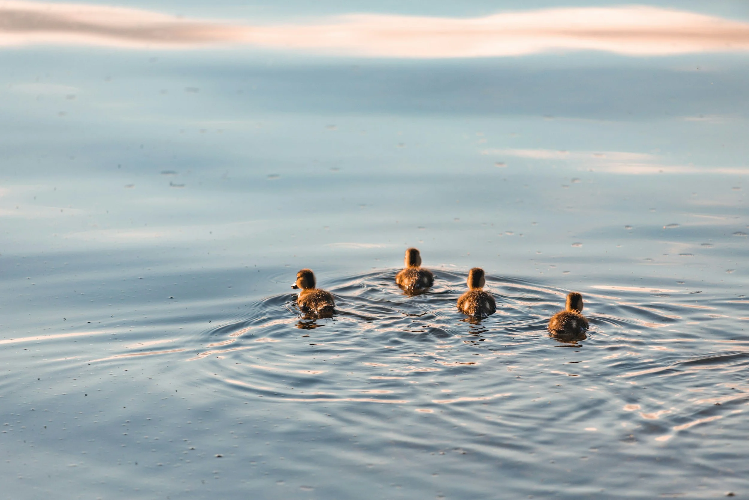 unsplash-image-fUFoHfPruS8.jpg