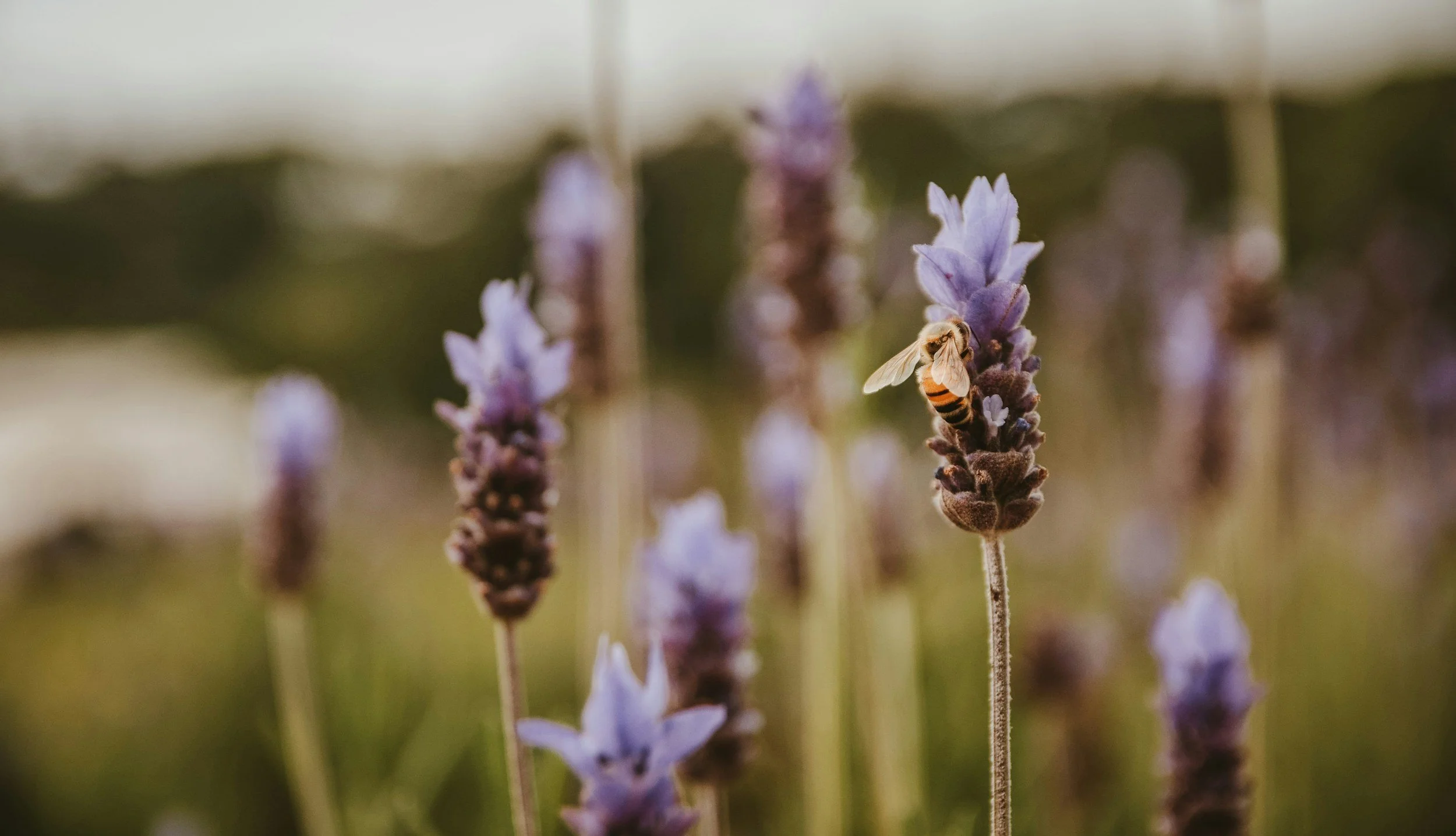 unsplash-image-D6vjghKit4g.jpg