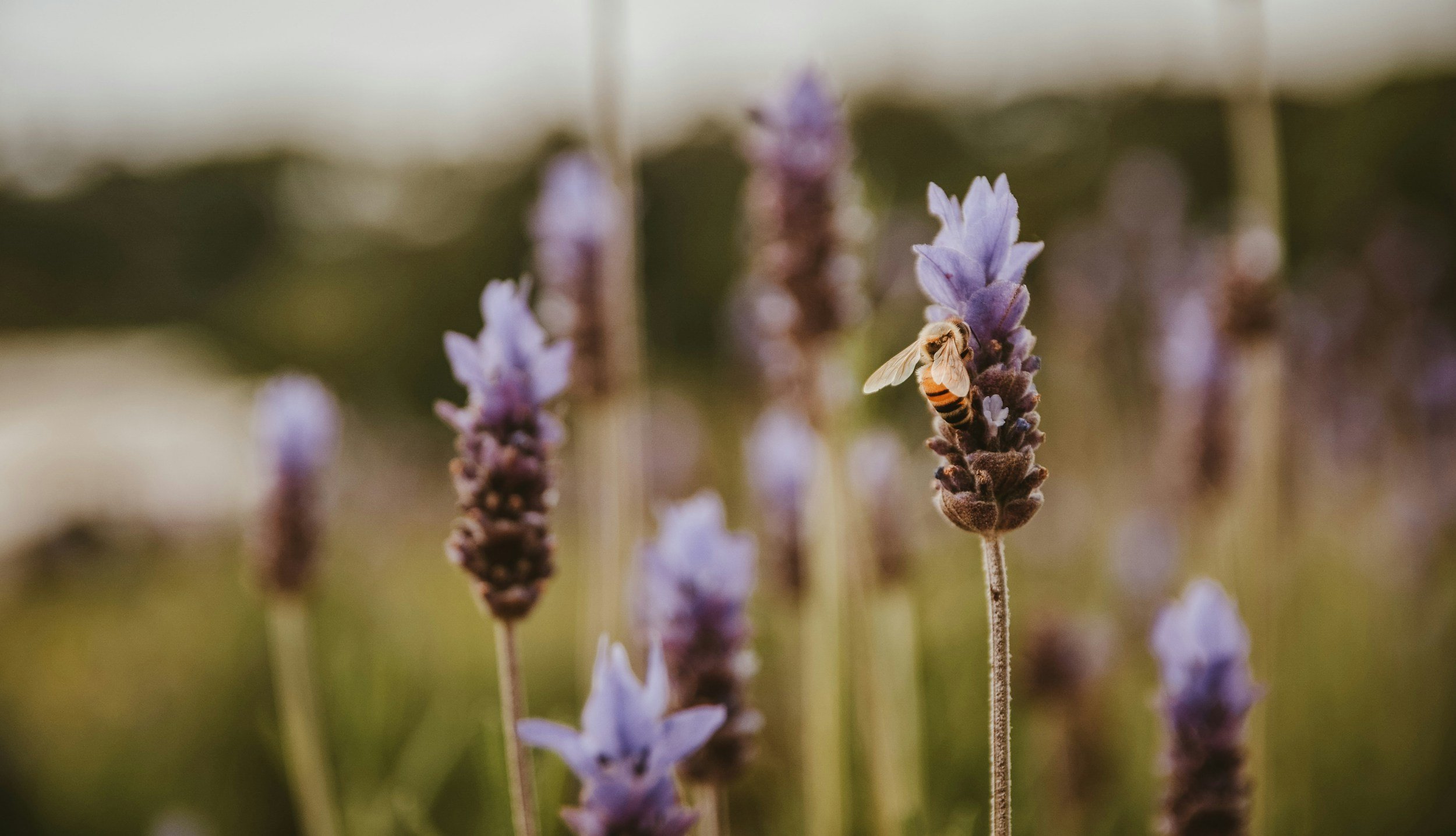 unsplash-image-D6vjghKit4g.jpg