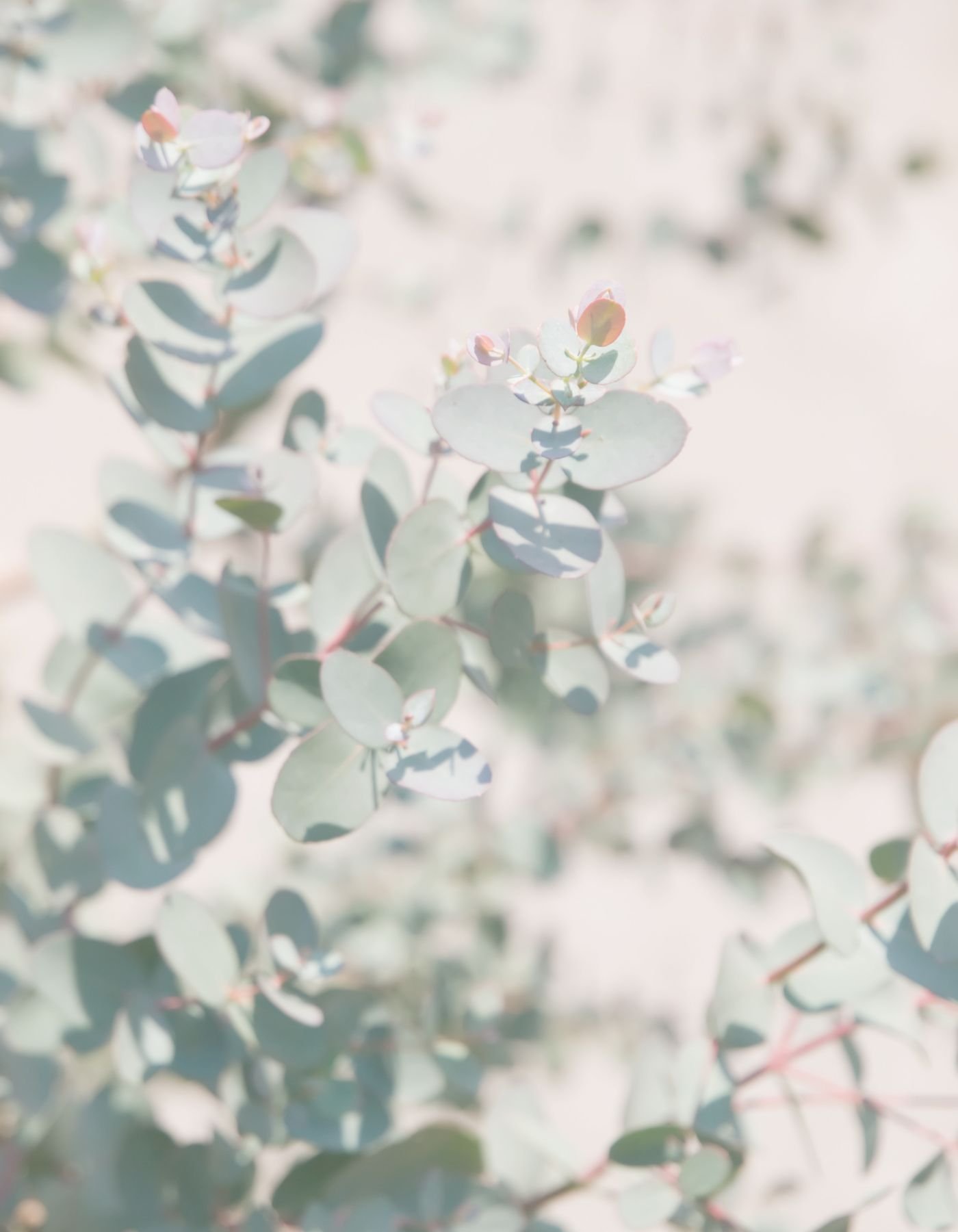 Close-up of eucalyptus leaves with a soft focus, showing round, pale green leaves with hints of pink on some edges, and a blurred background.