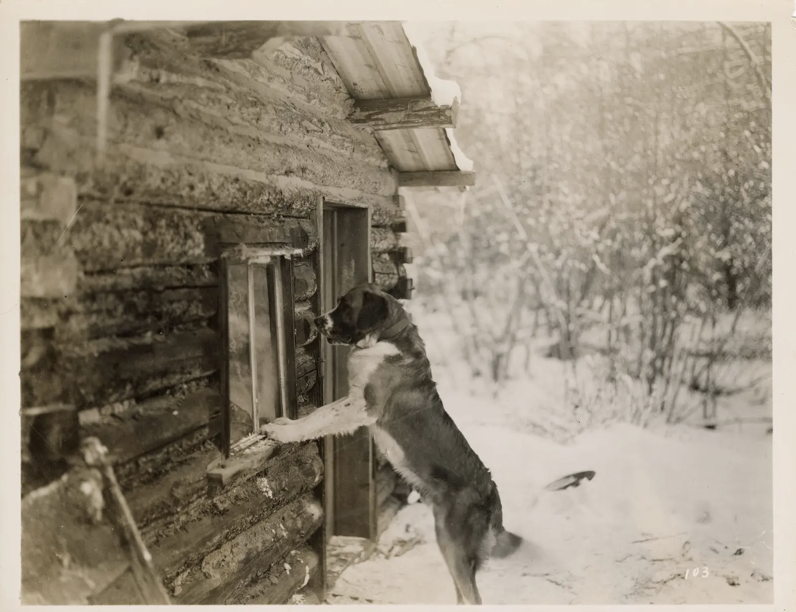 Still from 1923 silent film The Call of the Wild, courtesy of The Museum of Modern Art