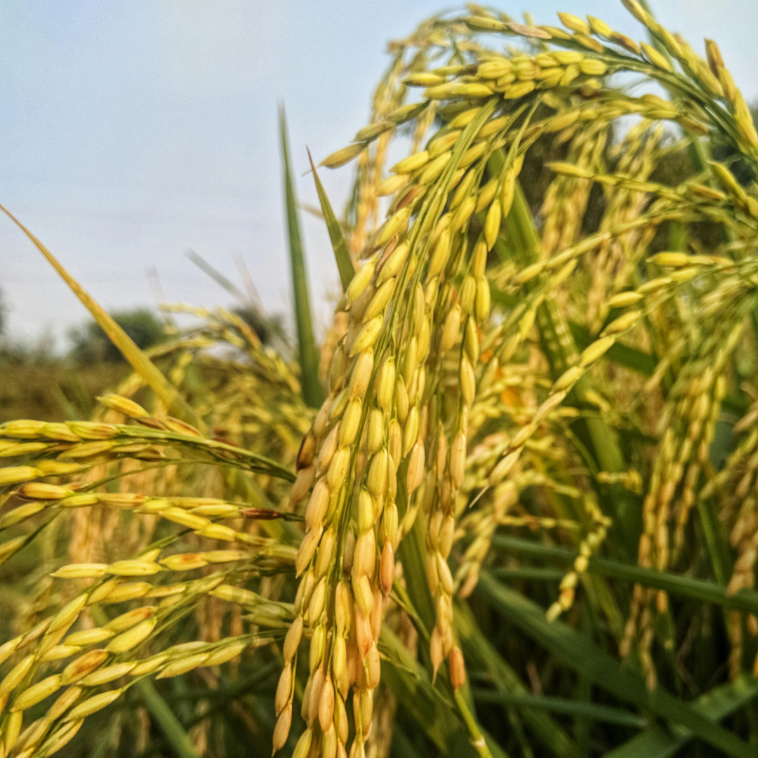 The Grain That Feeds The World