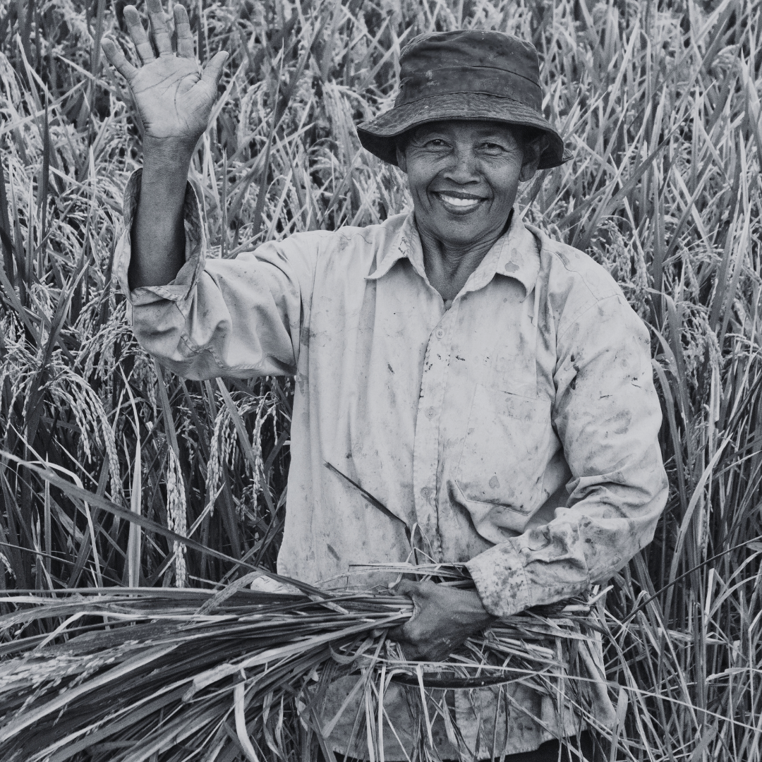 Rice: The Grain That Connects Cultures