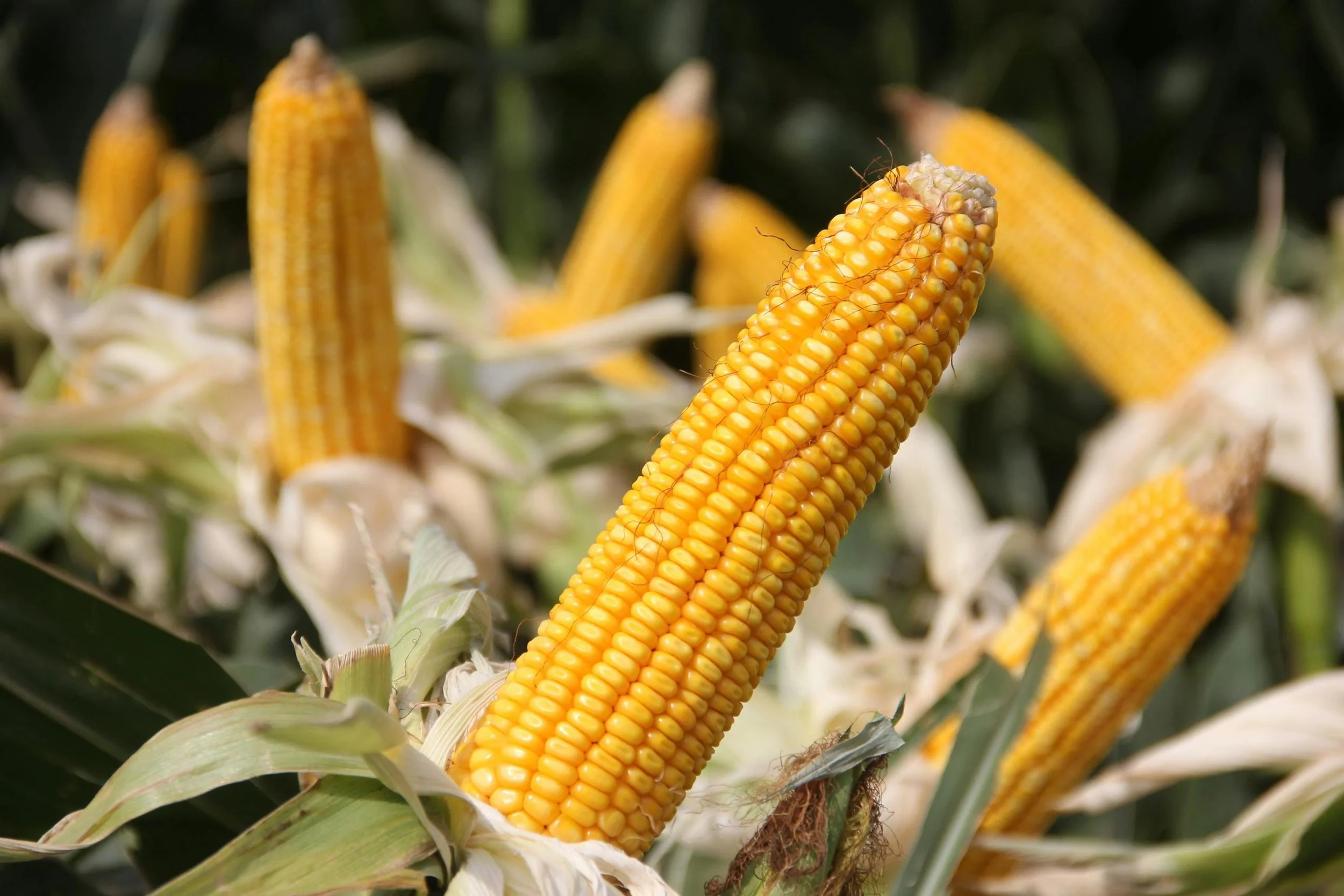 The Golden Kernel That Built Civilizations