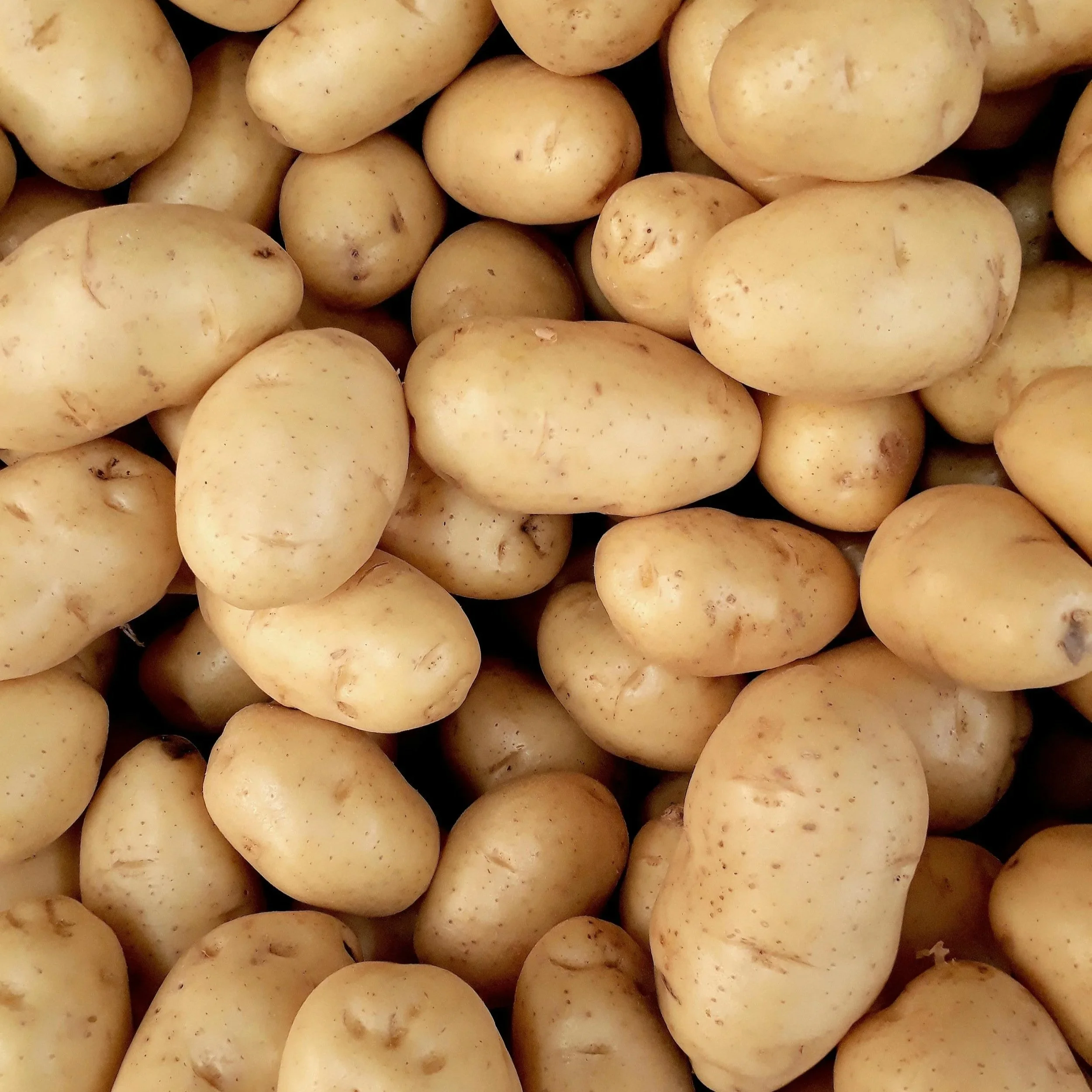 The Tuber That Traveled the World