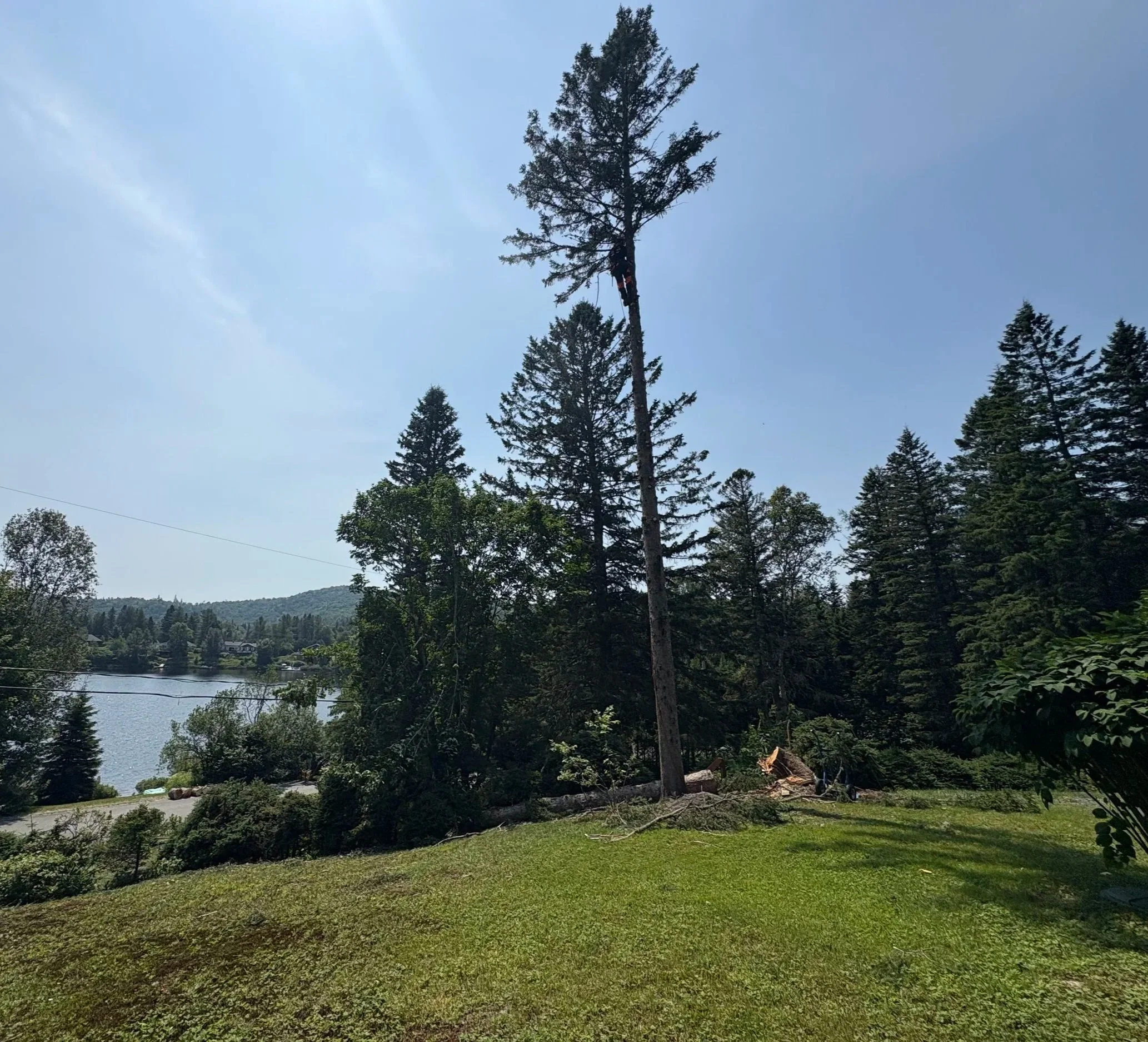Une personne en hauteur coupe un arbre dans une zone boisée près d'un lac, avec un ciel clair.