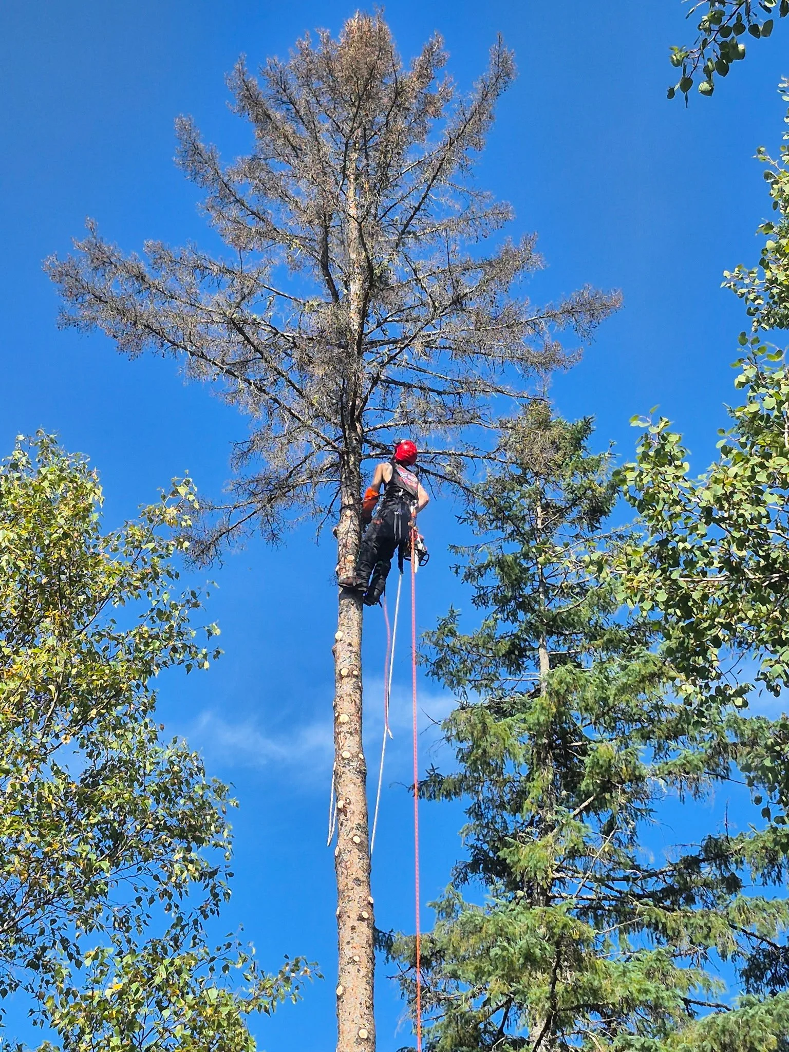 Un grimpeur équipé d'un casque rouge et d'un harnais grimpe en hauteur sur un arbre avec un ciel bleu en arrière-plan.