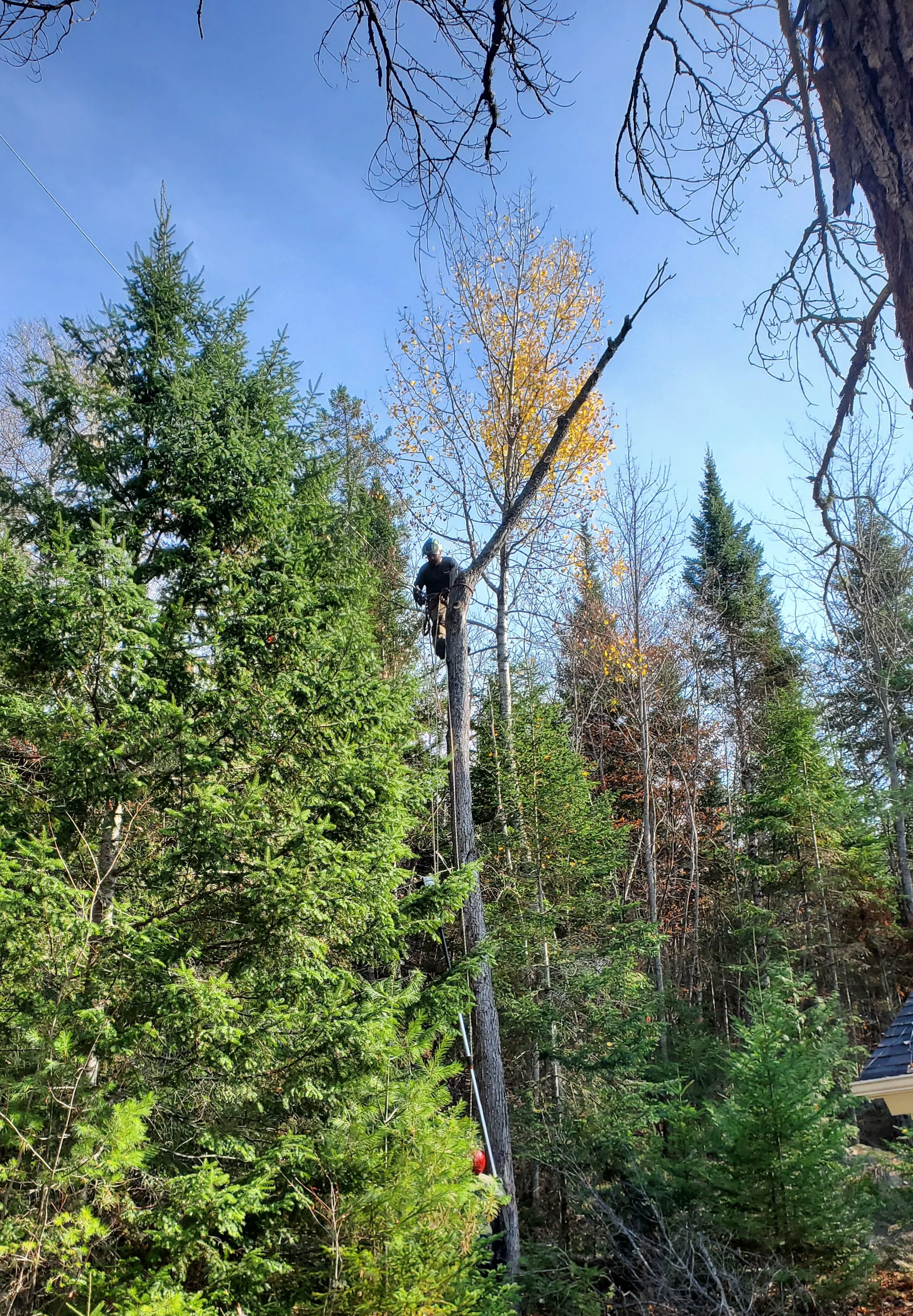 Un homme en casque et équipement de sécurité coupe un arbre tombé dans une forêt dense.