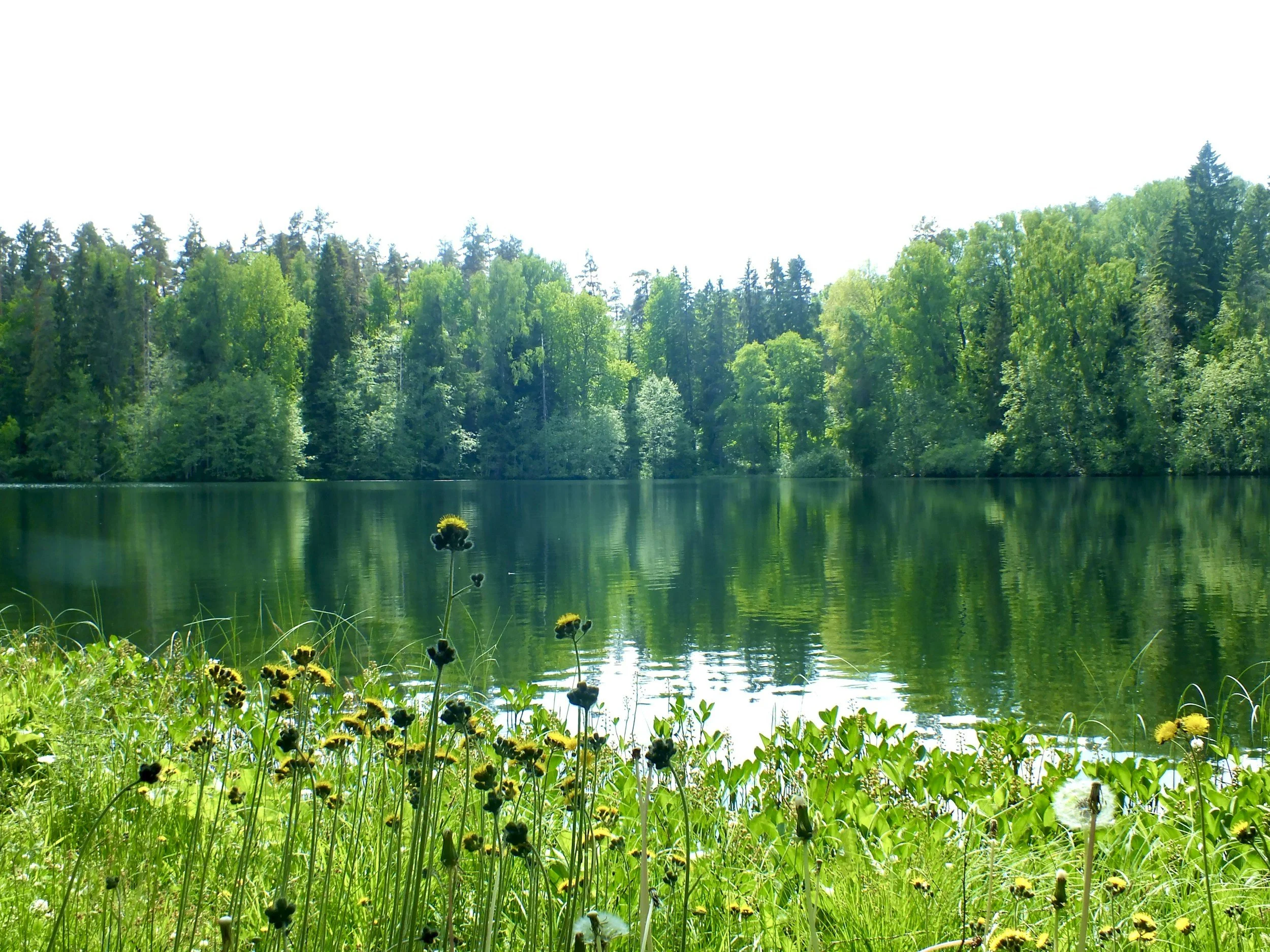 A lakeside scene with green trees, calm water, and yellow flowers in the foreground.