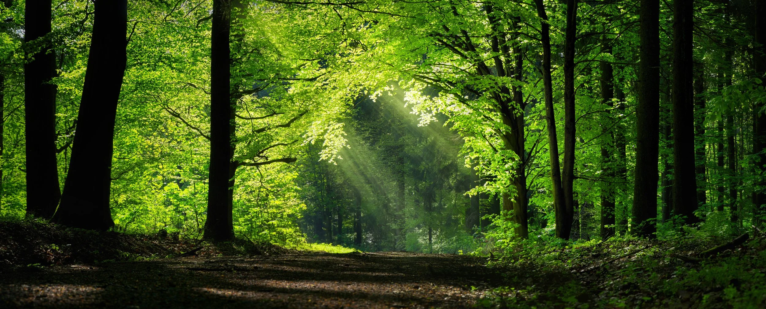Sunlight streaming through a lush green forest canopy onto a dirt path.