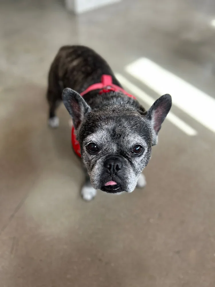 Lola - BARKitectural Assistant