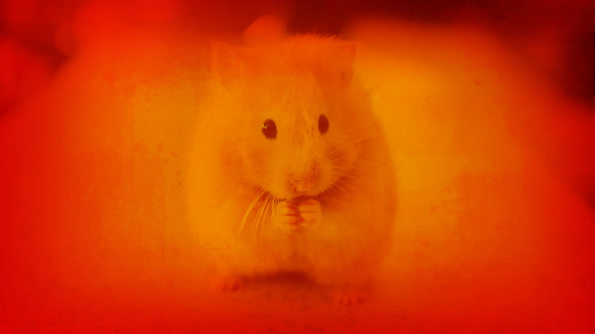 Hamster.jpg