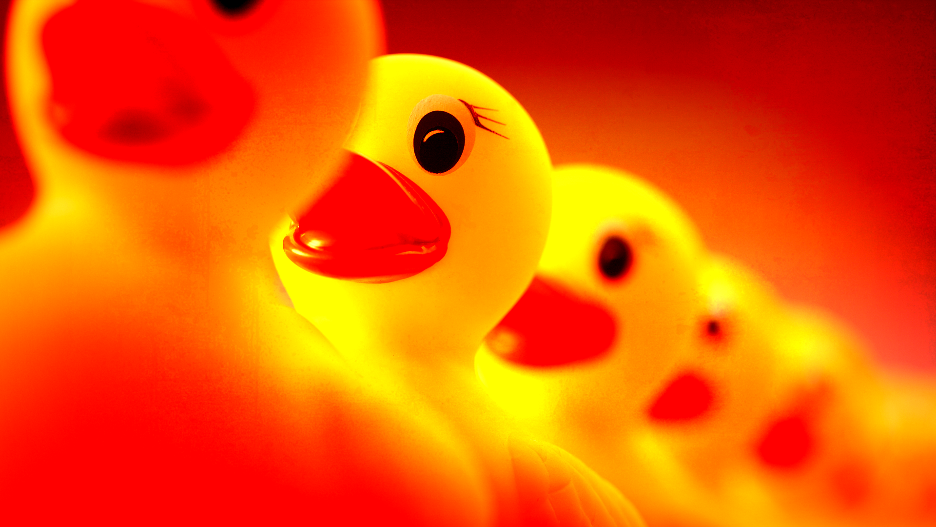 Ducks_No_Headline.png