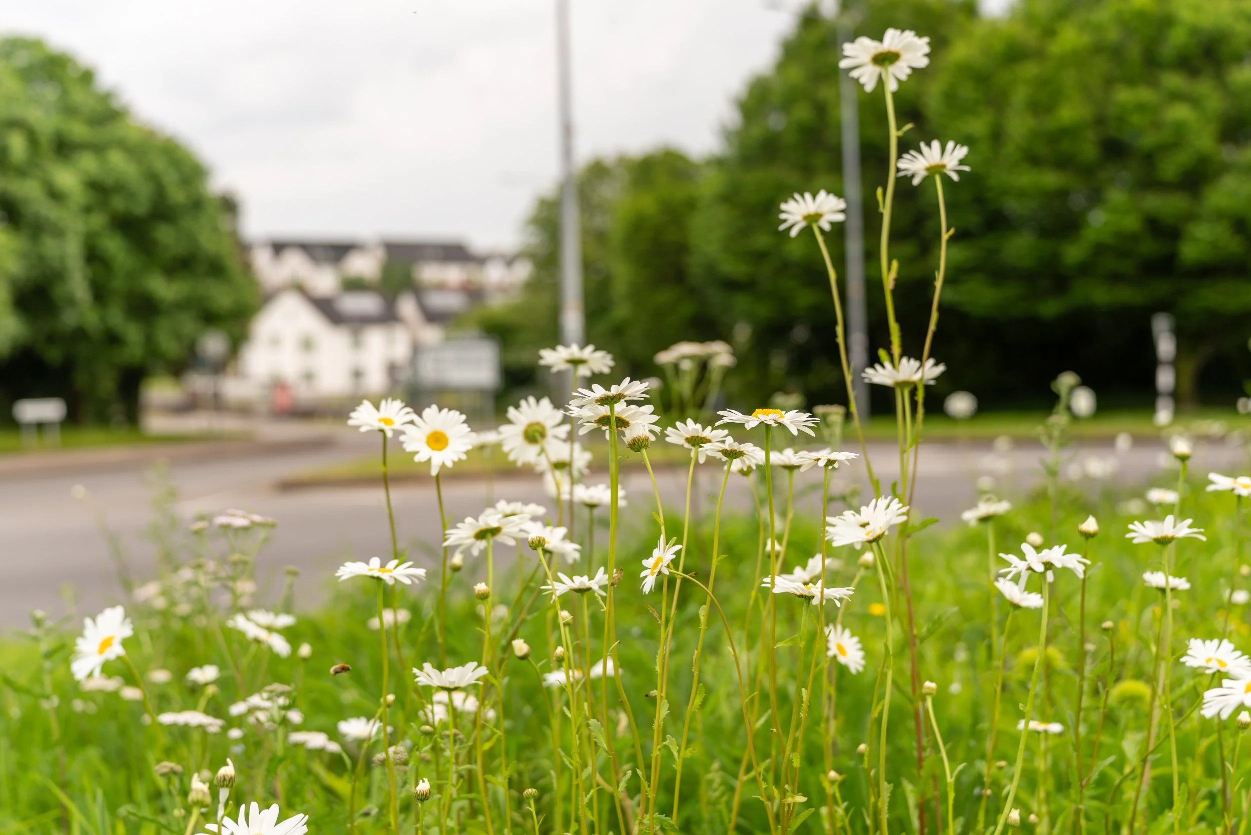 Daisies at Poulavone Roundabout