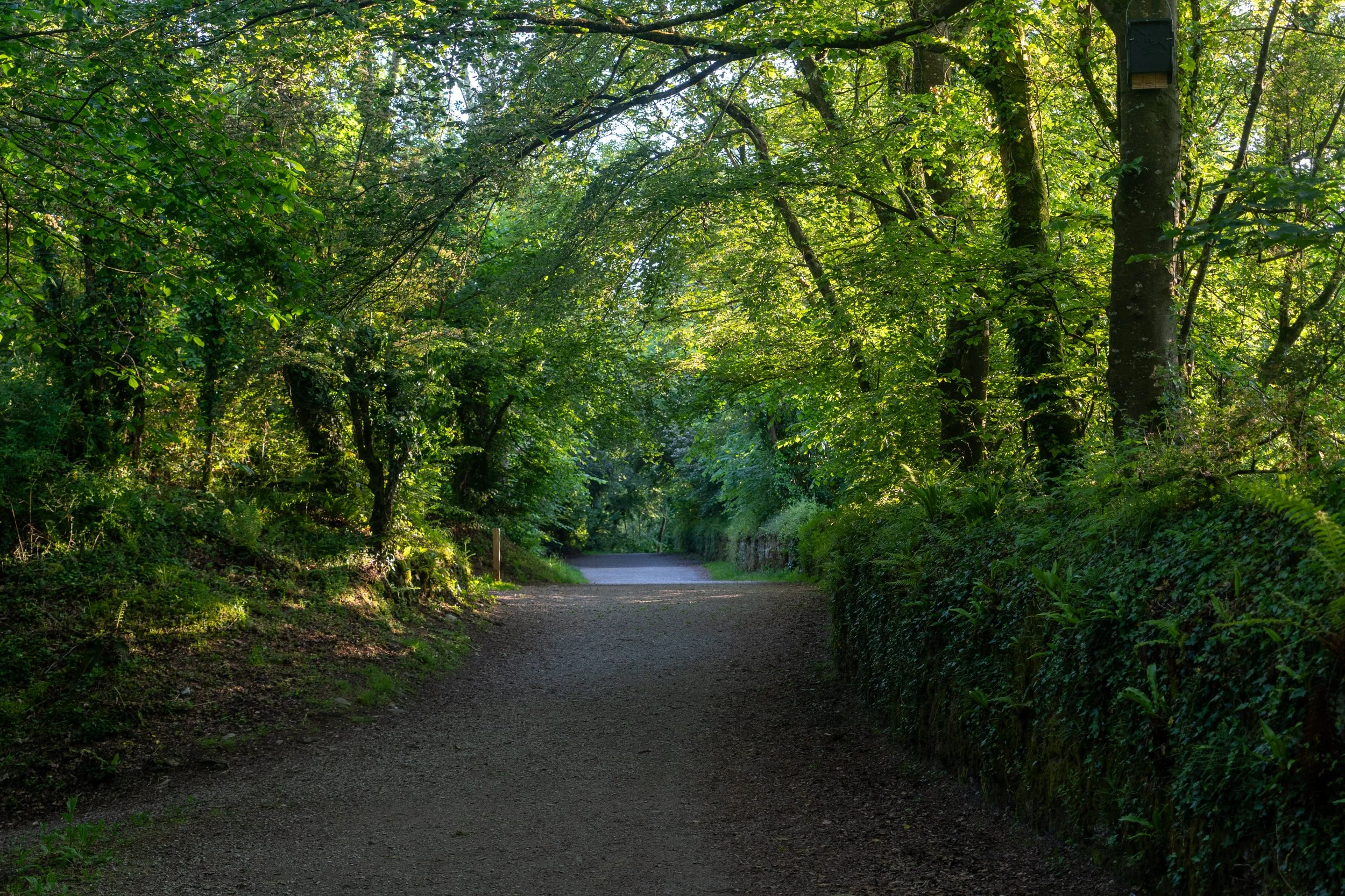Woodland path