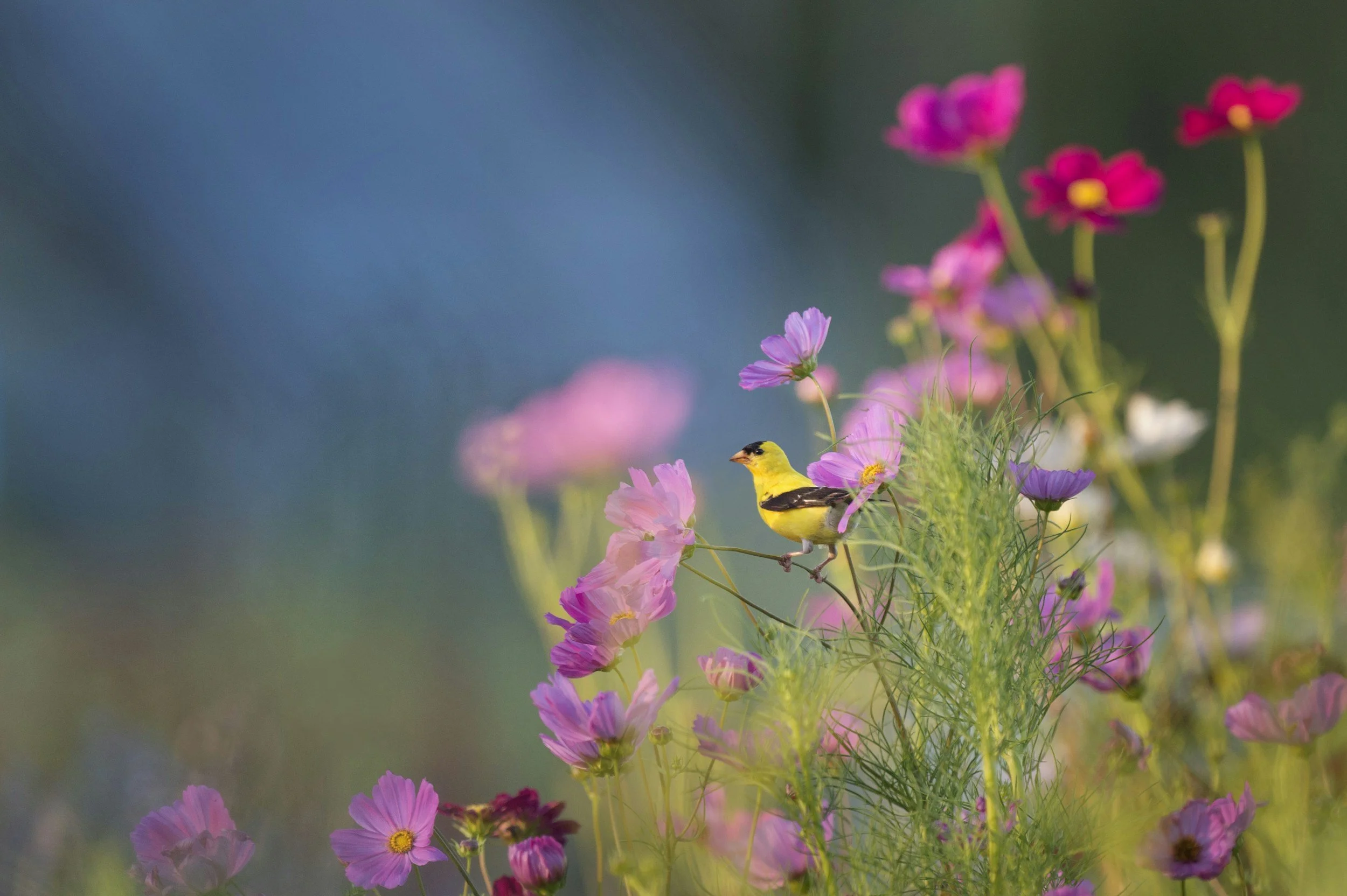 summer flowers