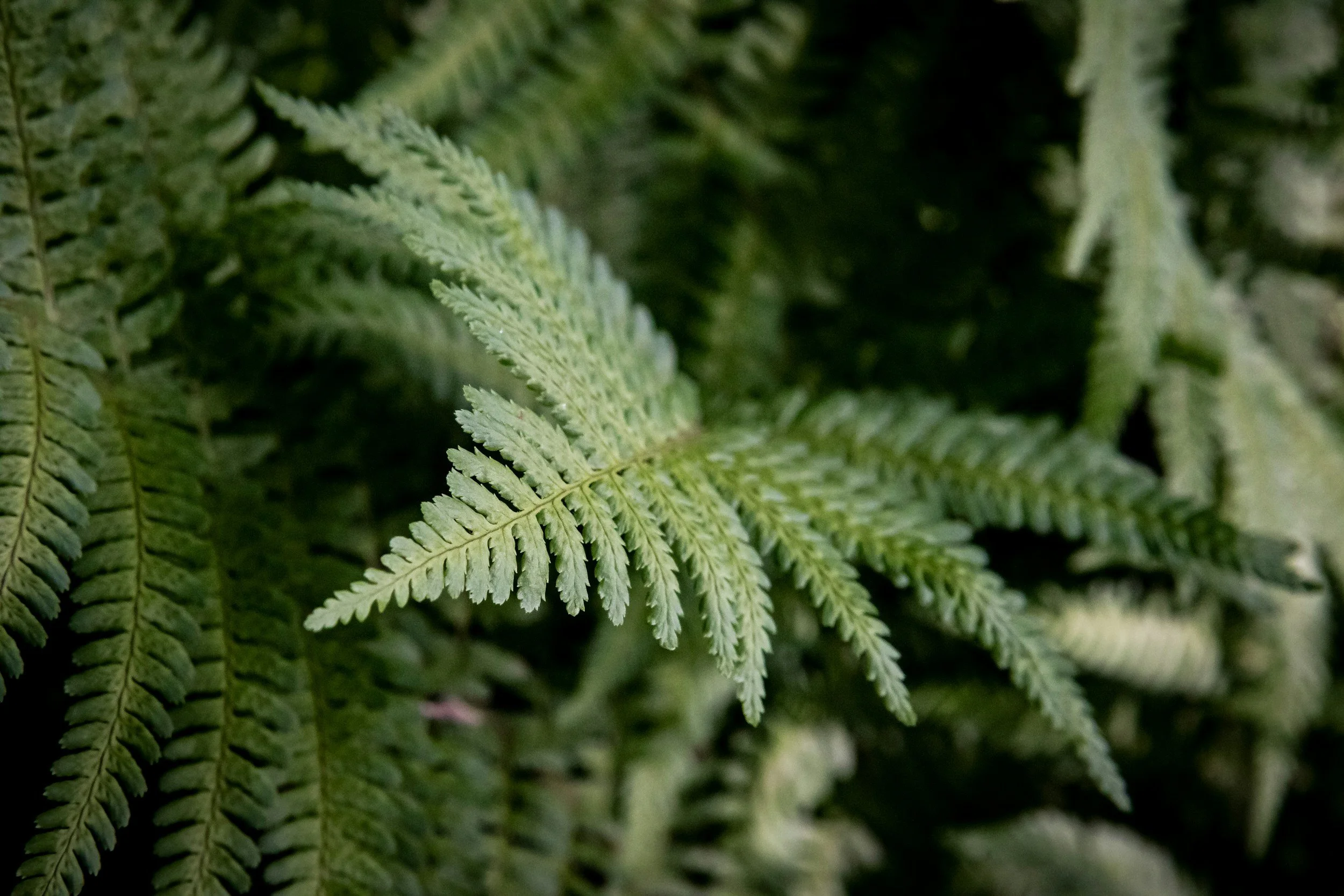 fern leaf