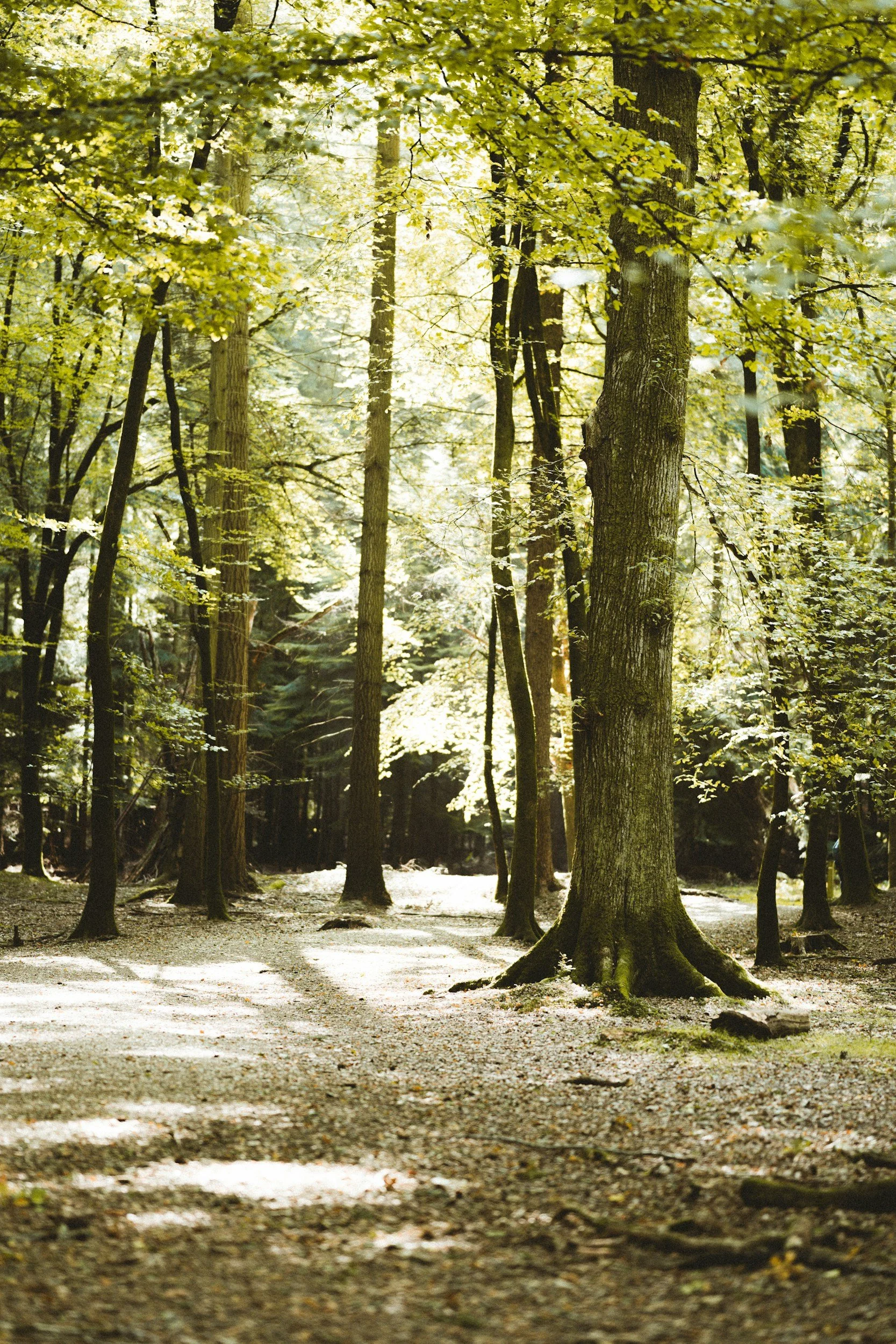 Woodland Trees