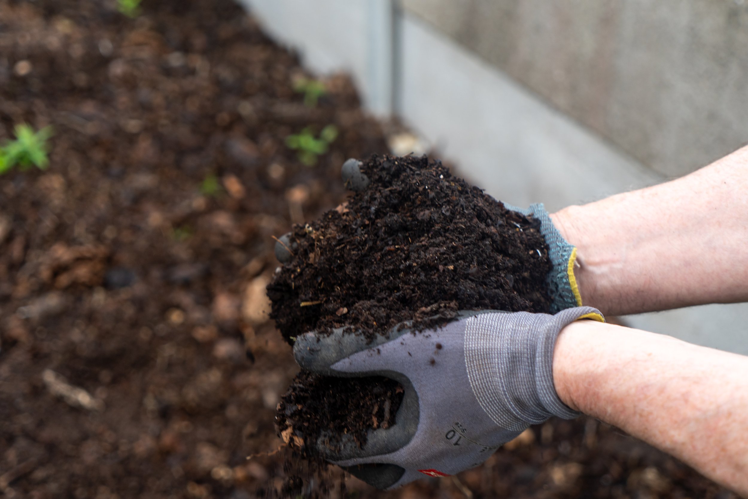 Handful of homemade compost