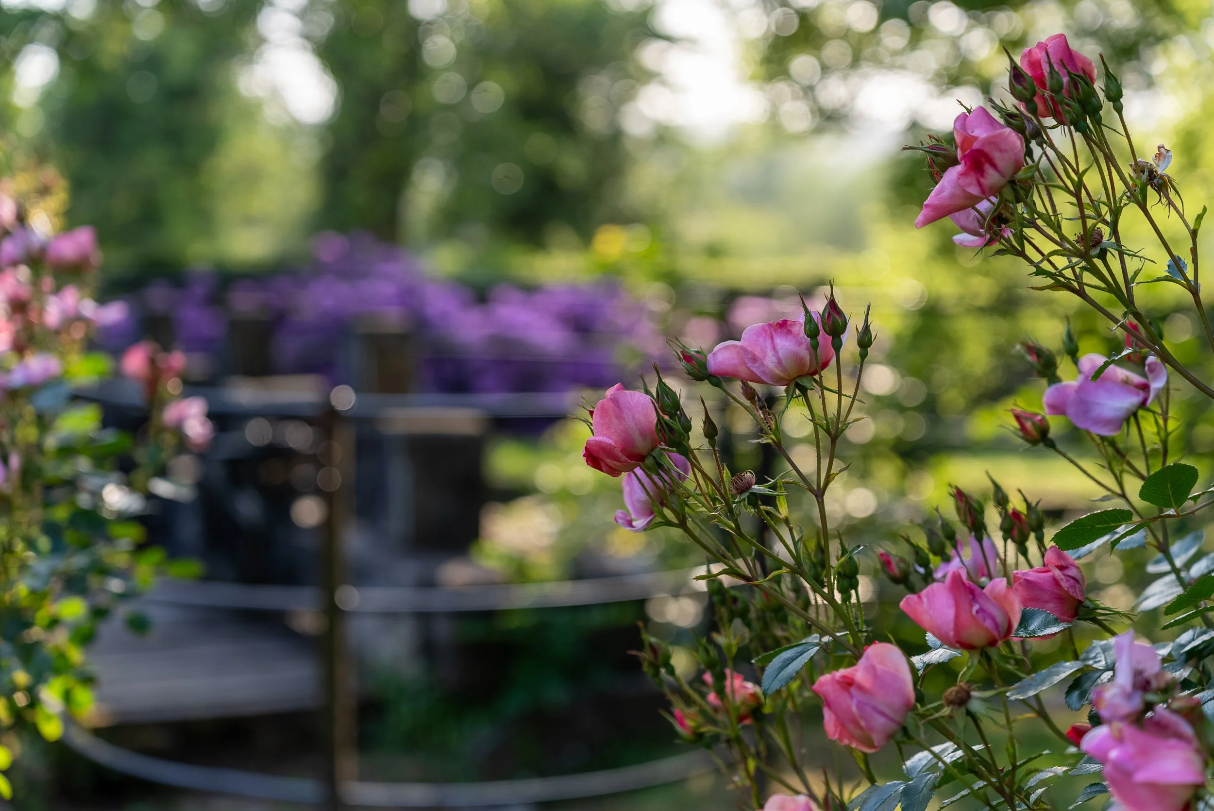 Pink and purple flowers