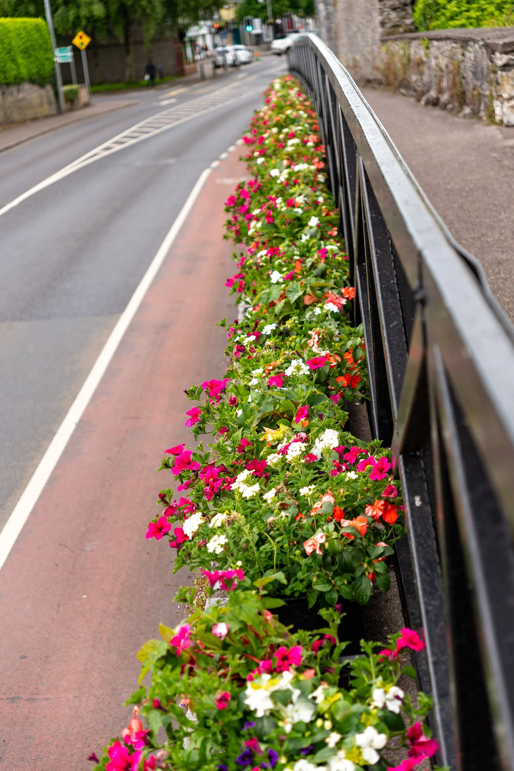 Flowers along main road into Ballincollig town