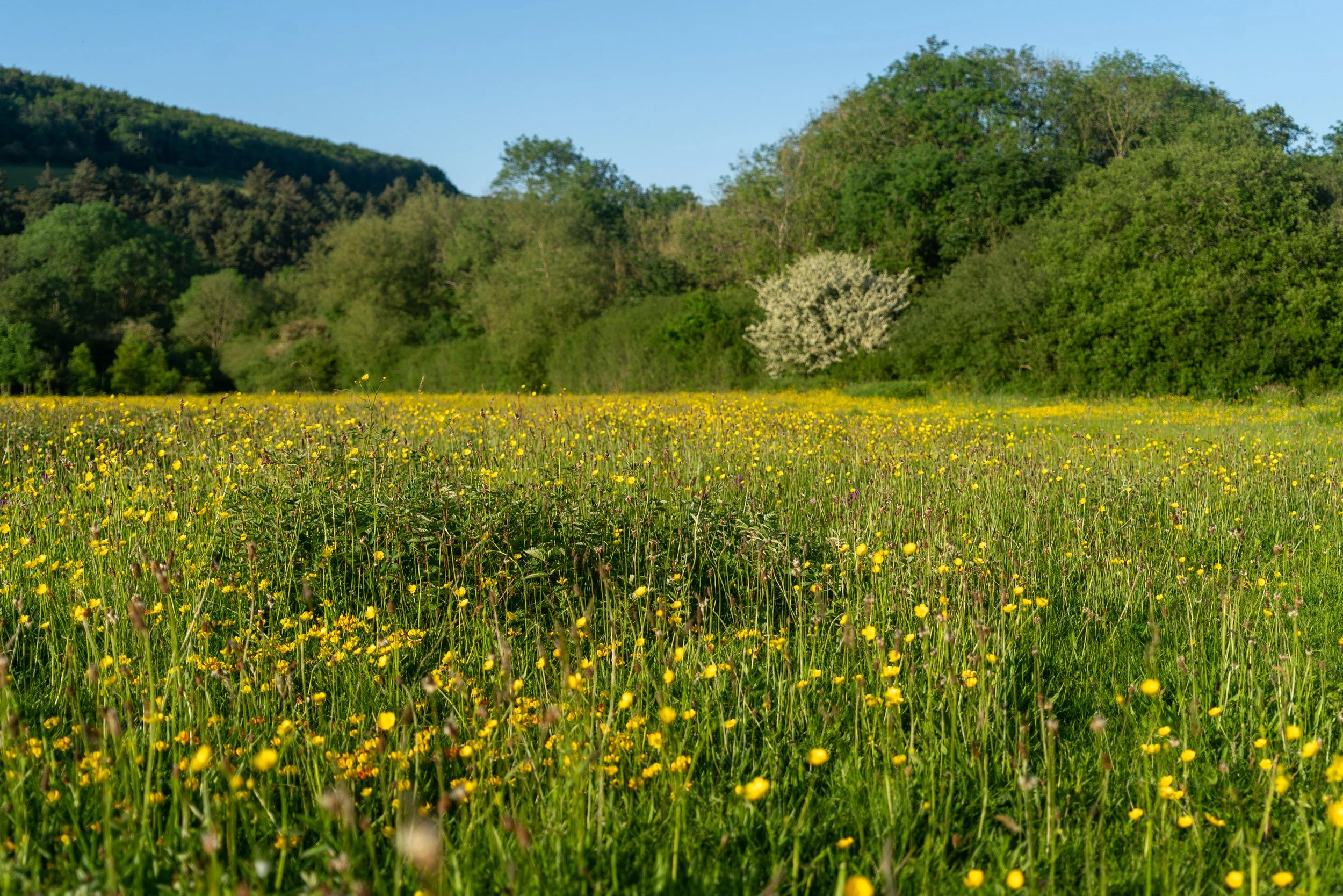 Wildflower Meadow at Ballincollig RegionalPark