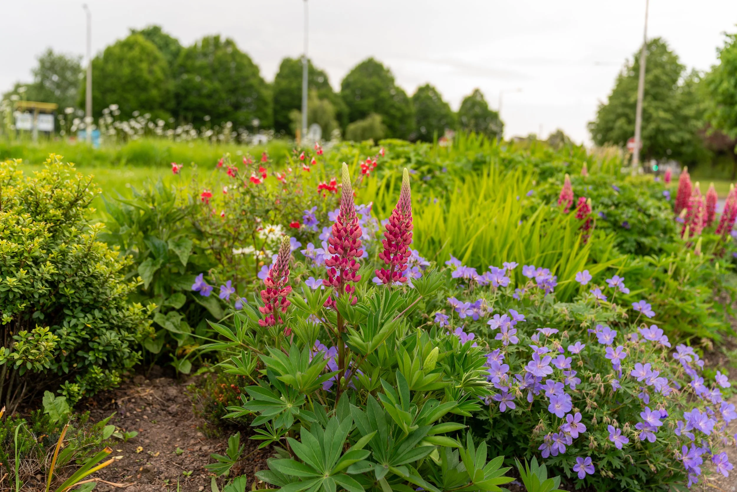 Flowers on roundabout