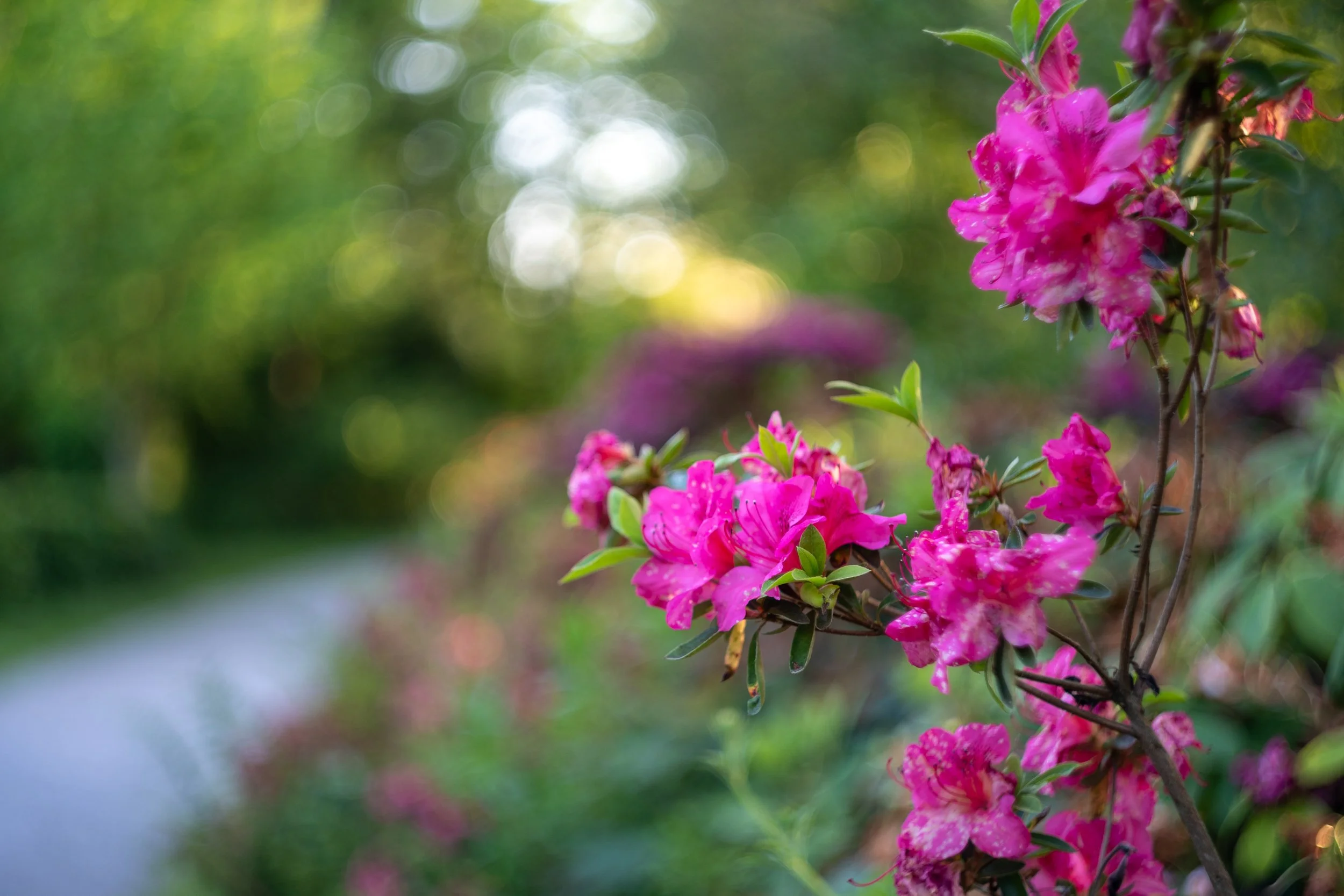 Pink floral bush in park
