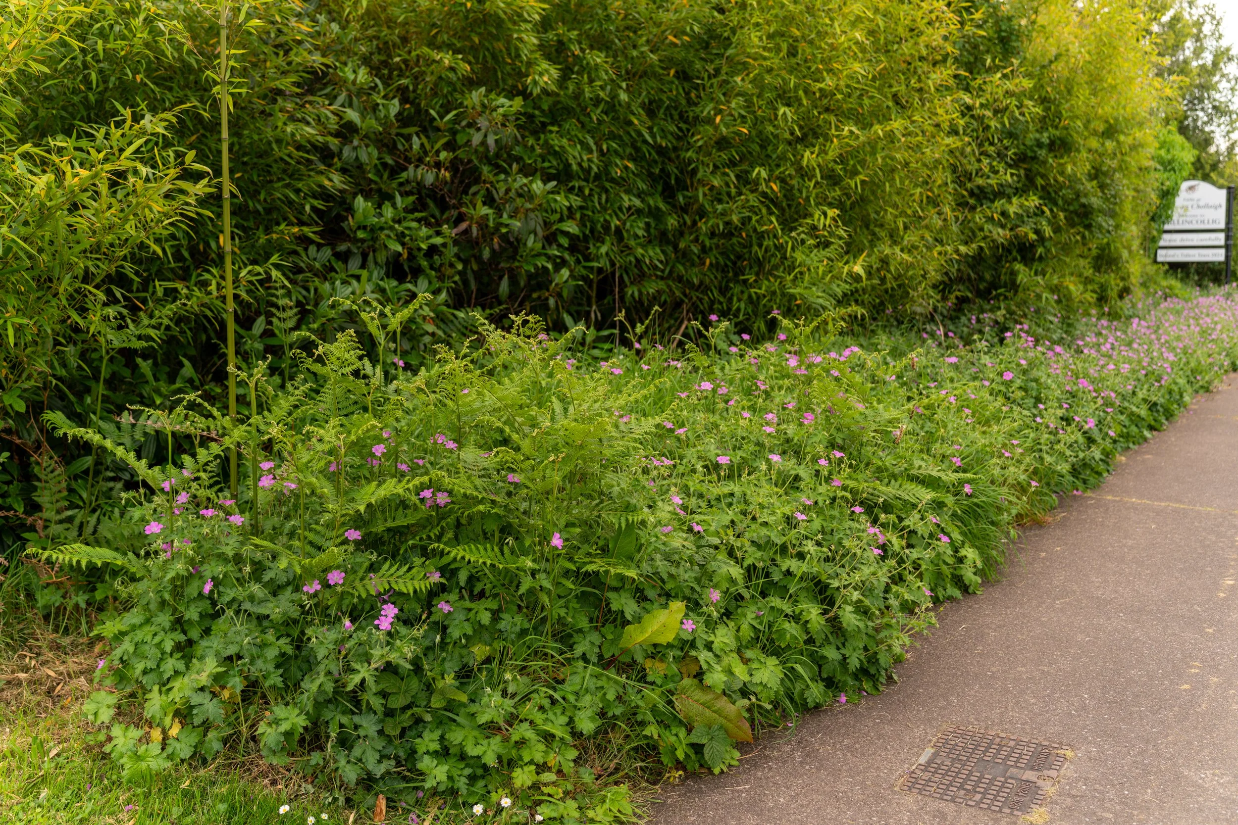 Flowers at side of footpath